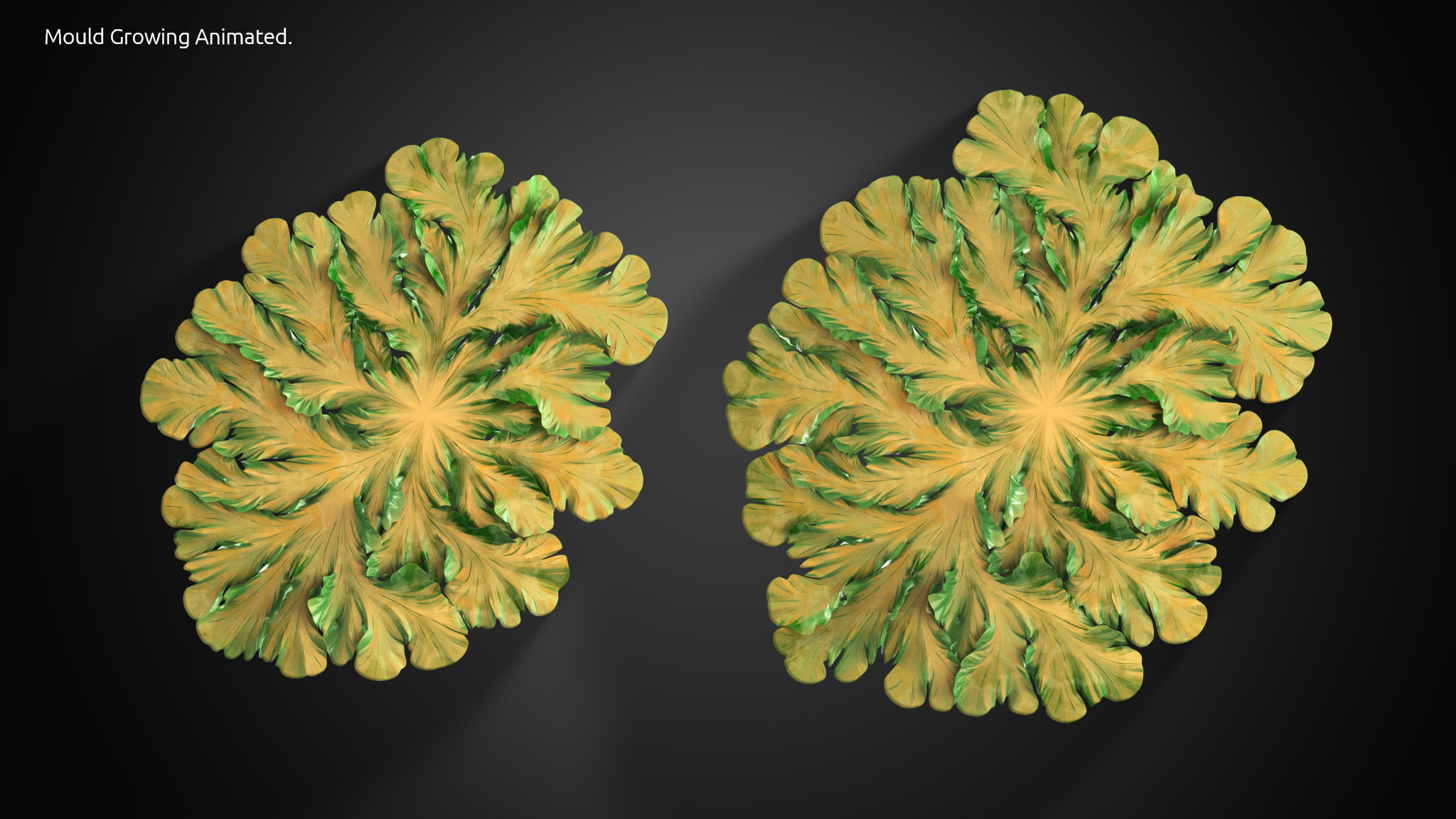 Fungus Mold Growing 3D model_3