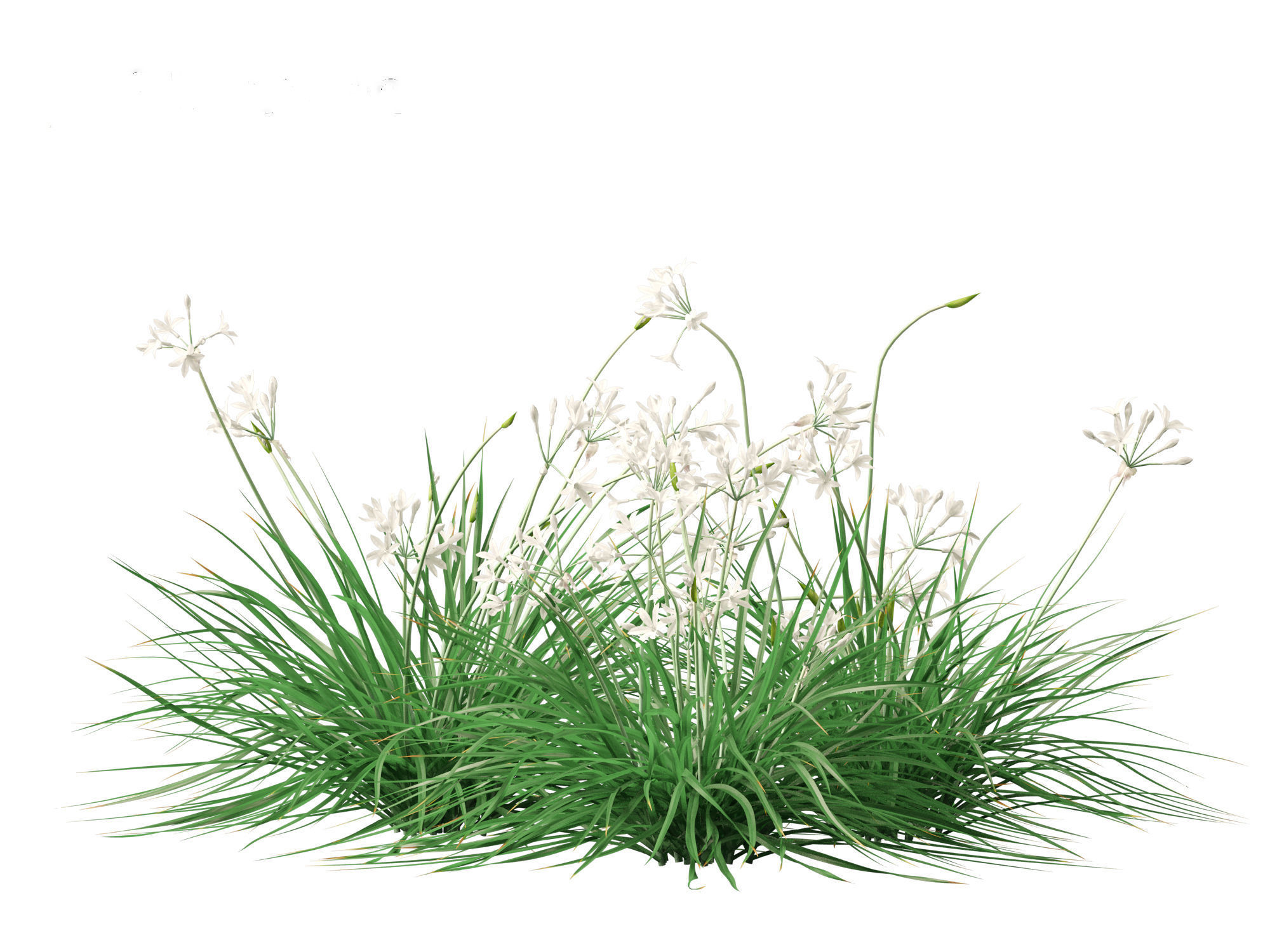 Garlic - Allium sativum 3D model_13