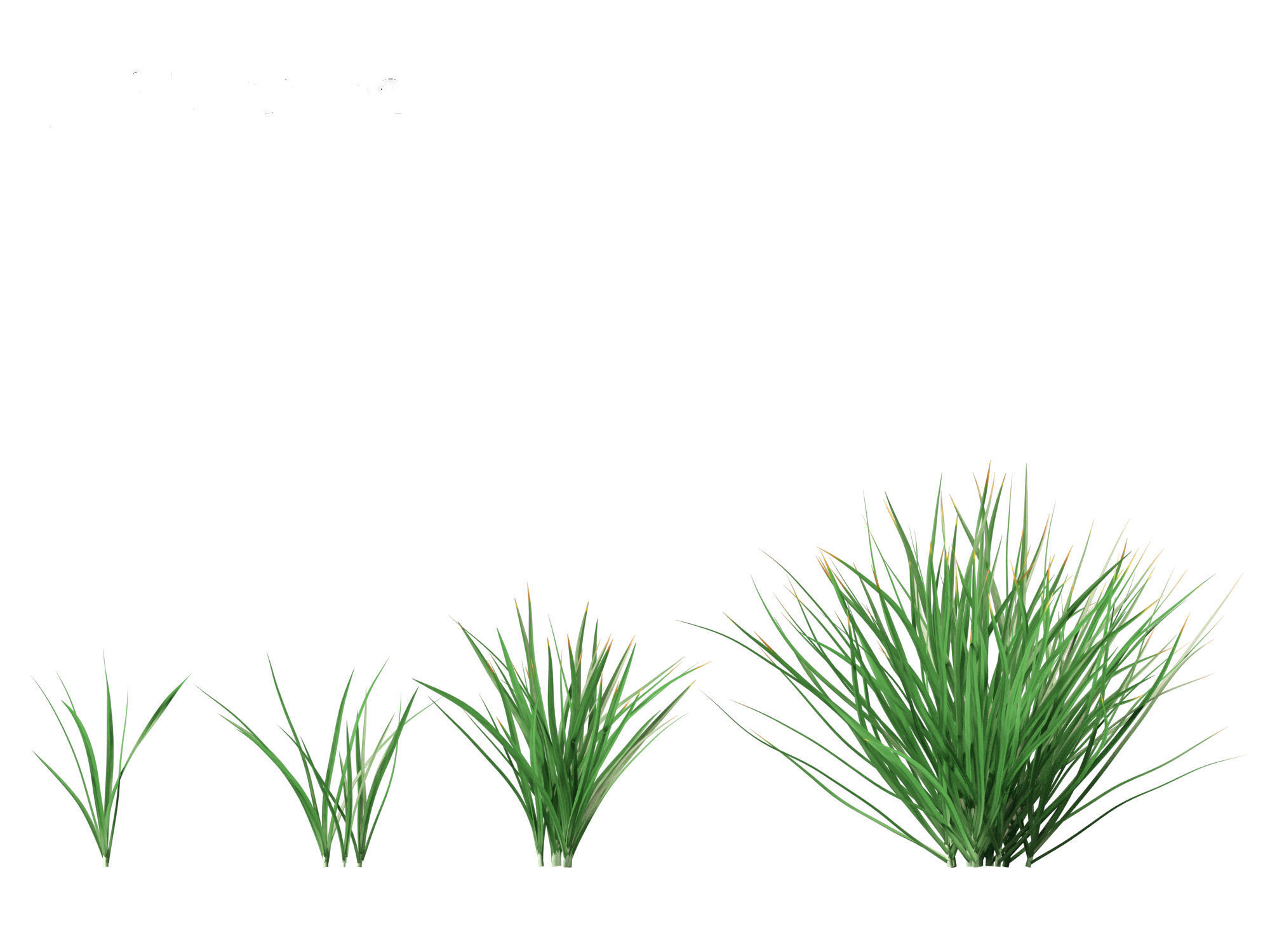 Garlic - Allium sativum 3D model_17