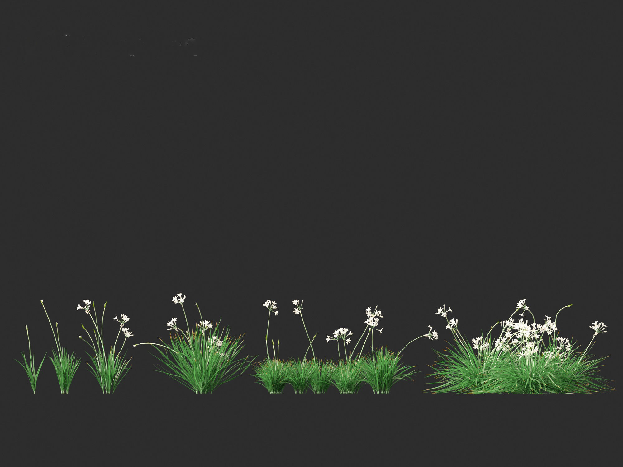 Garlic - Allium sativum 3D model_20