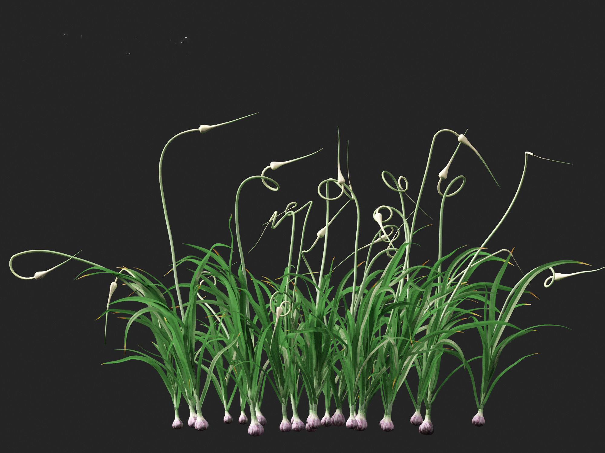 Garlic - Allium sativum 3D model_4