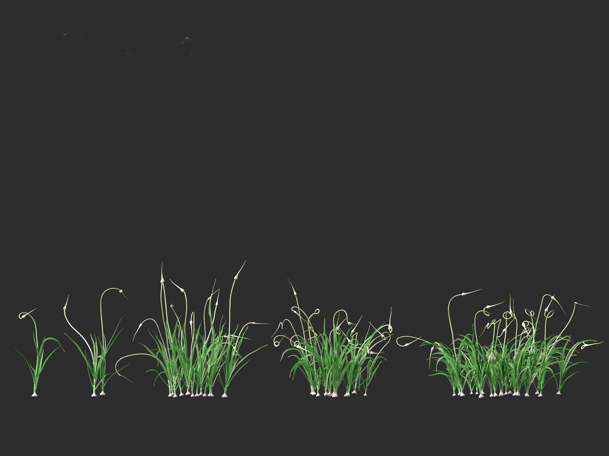 Garlic - Allium sativum 3D model_22