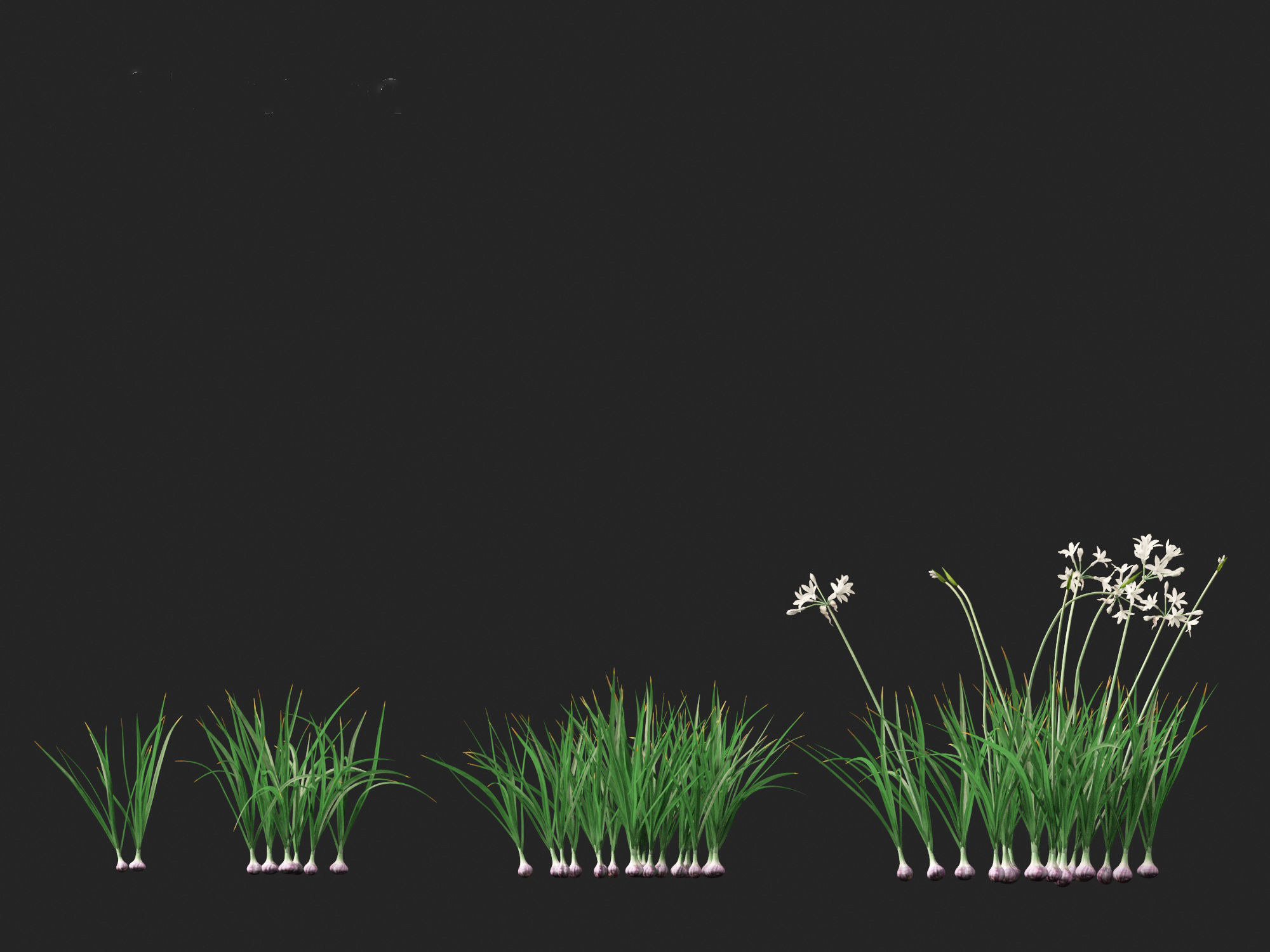 Garlic - Allium sativum 3D model_8