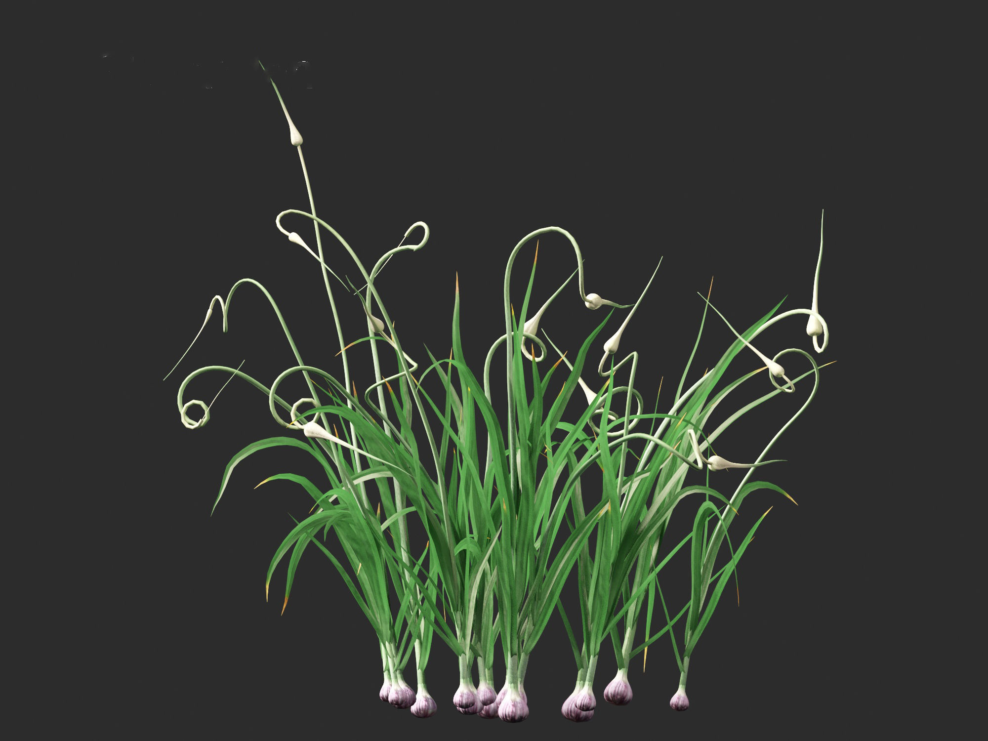 Garlic - Allium sativum 3D model_16