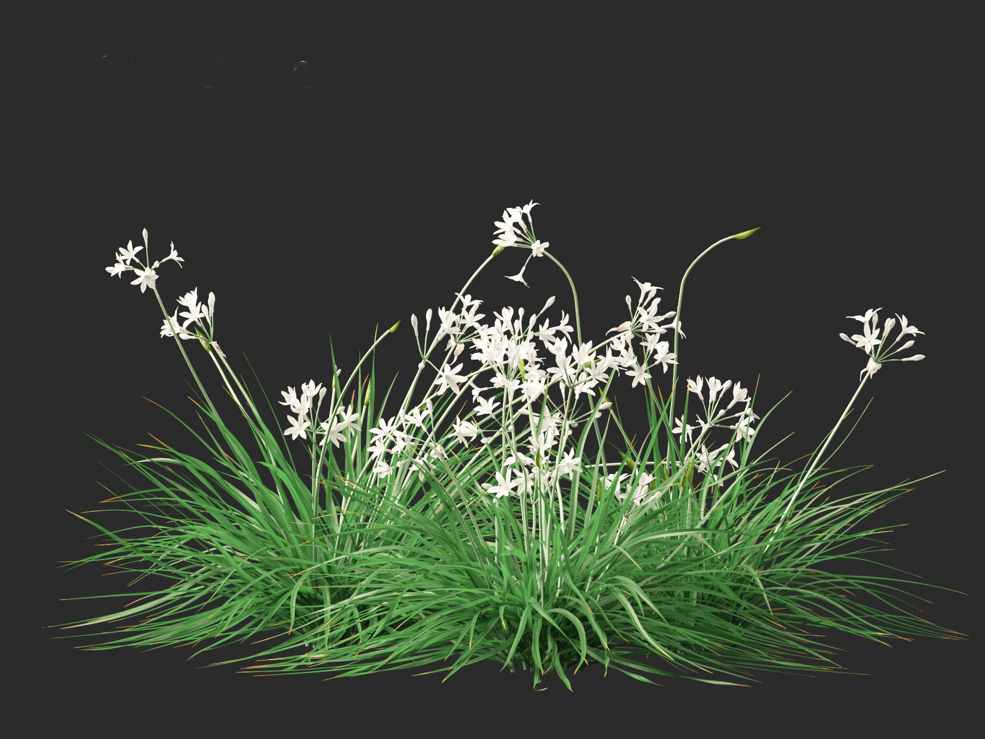 Garlic - Allium sativum 3D model_14
