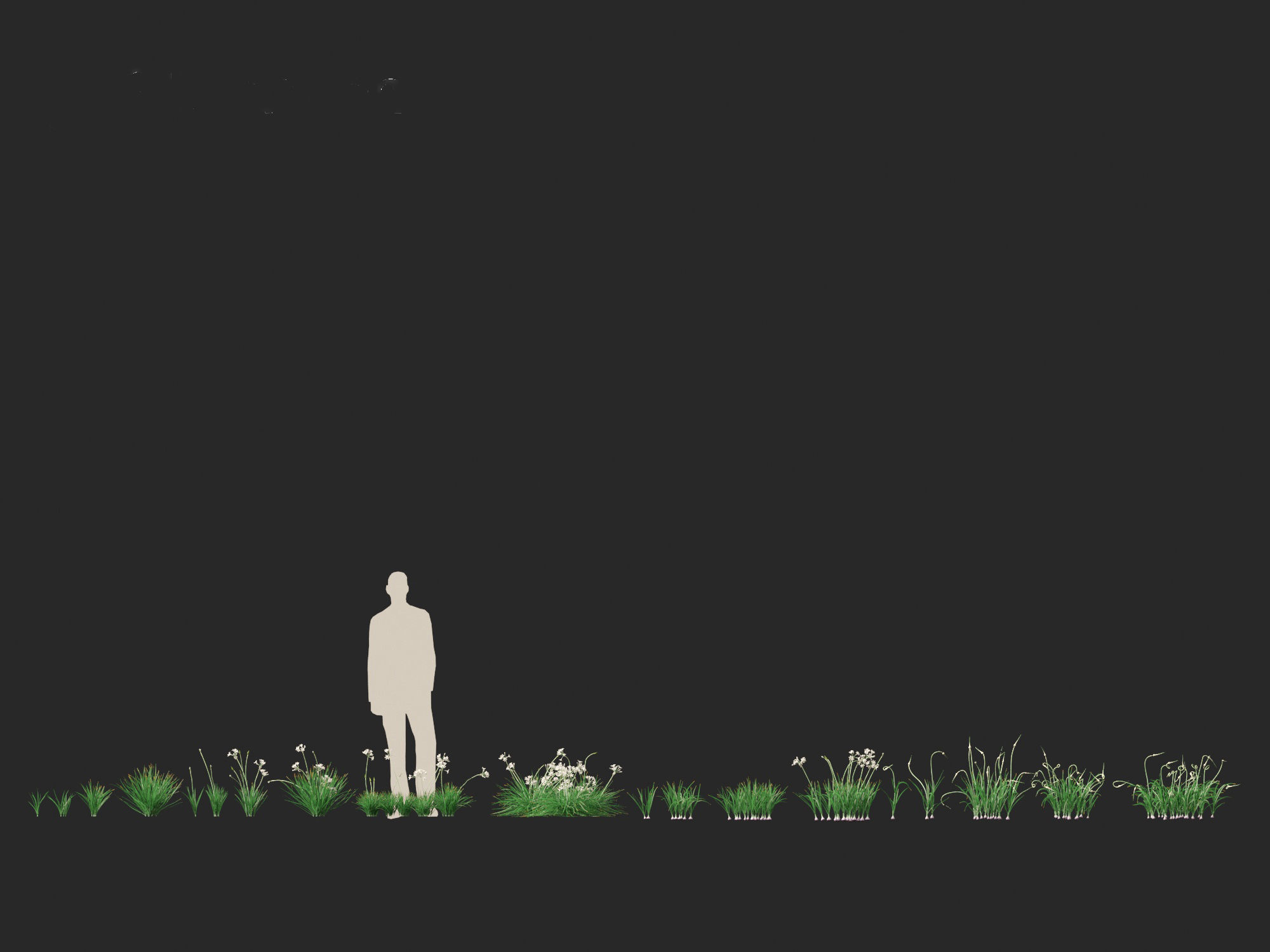 Garlic - Allium sativum 3D model_12