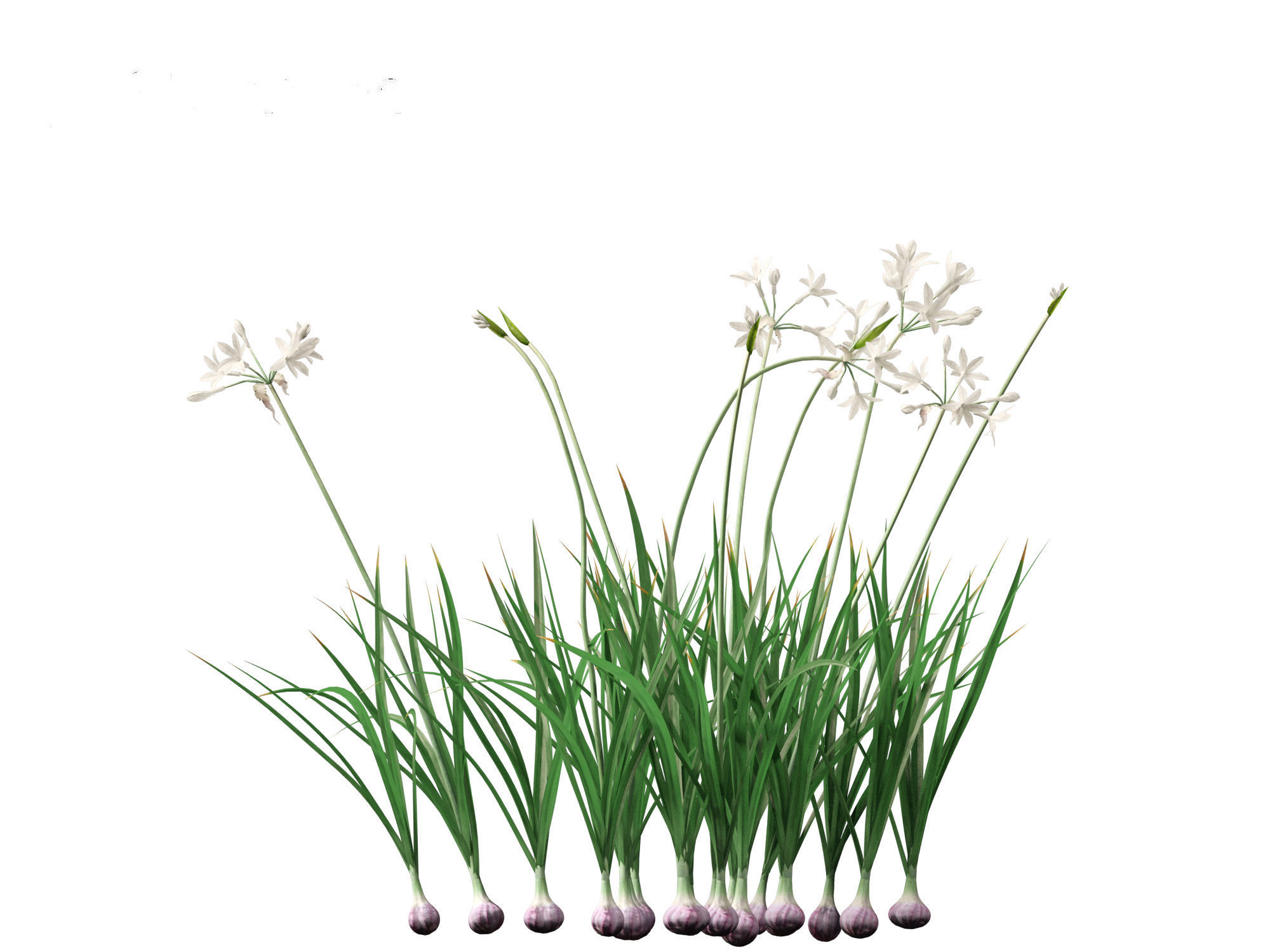 Garlic - Allium sativum 3D model_10