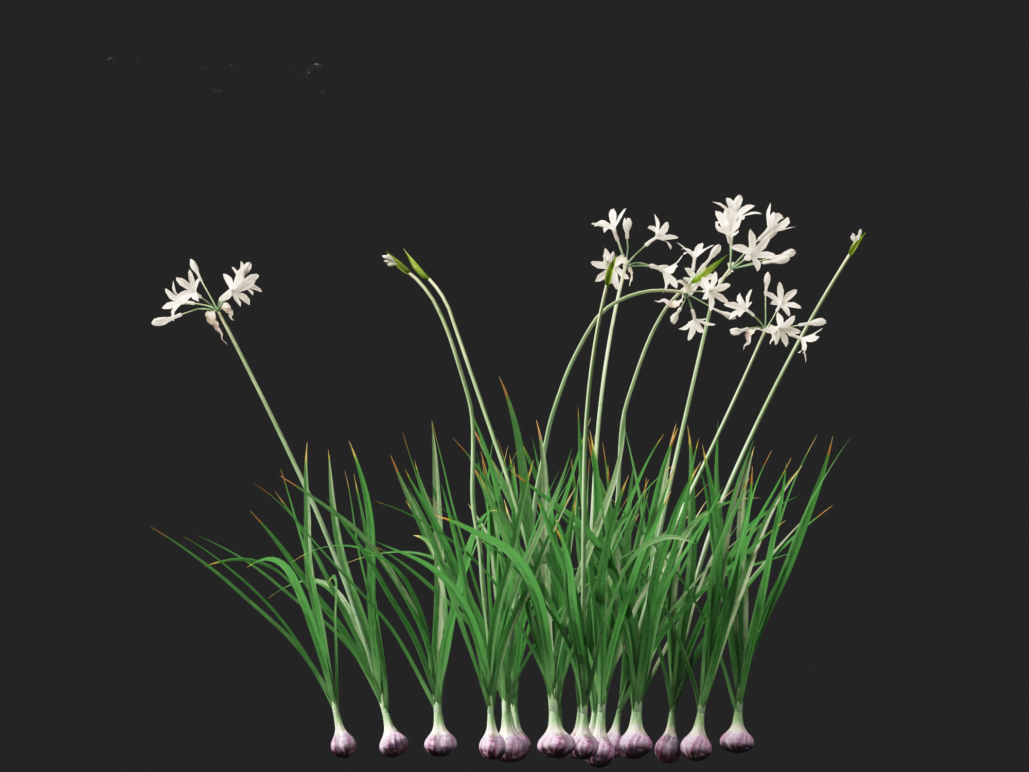 Garlic - Allium sativum 3D model_11