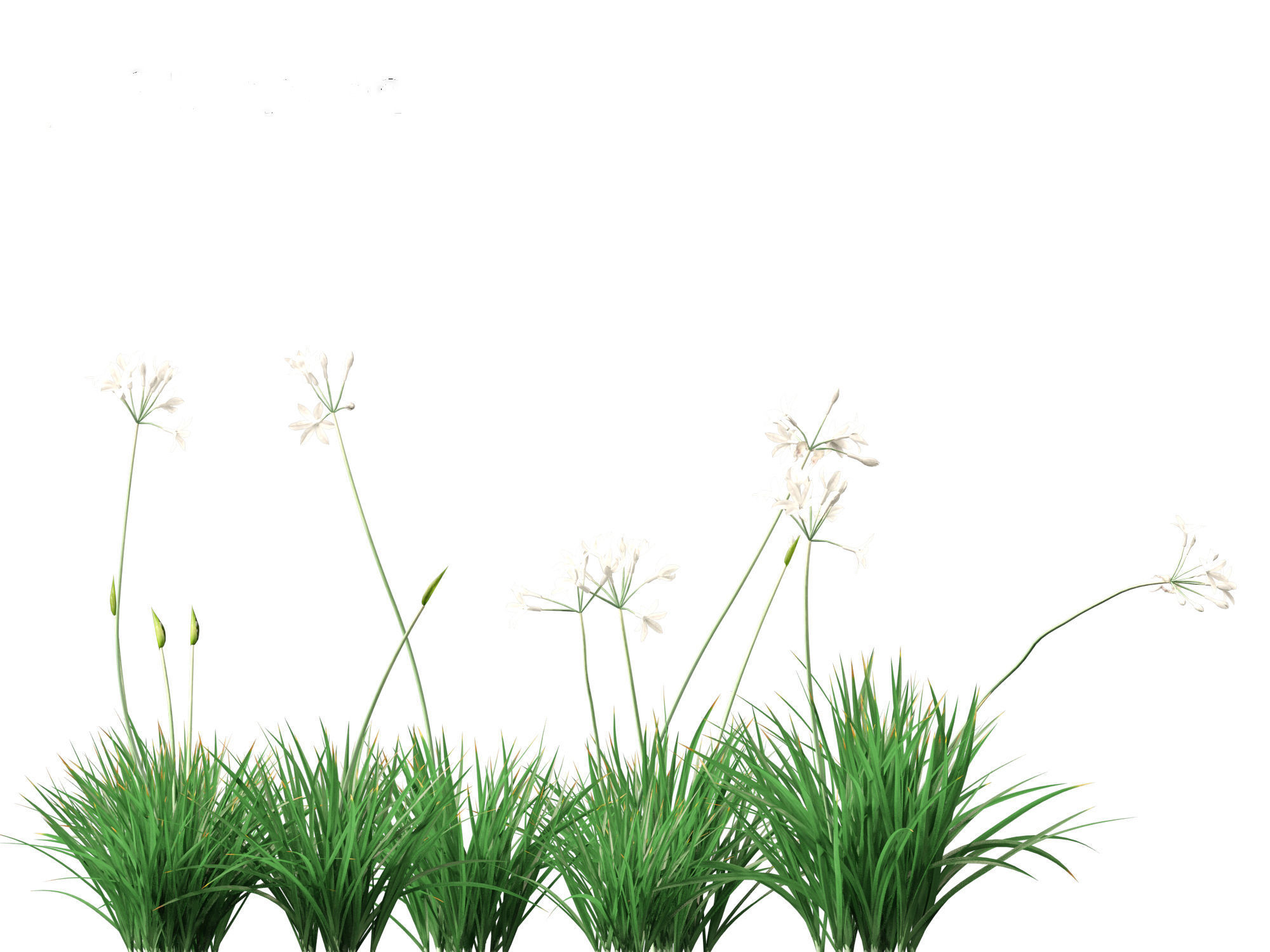 Garlic - Allium sativum 3D model_2