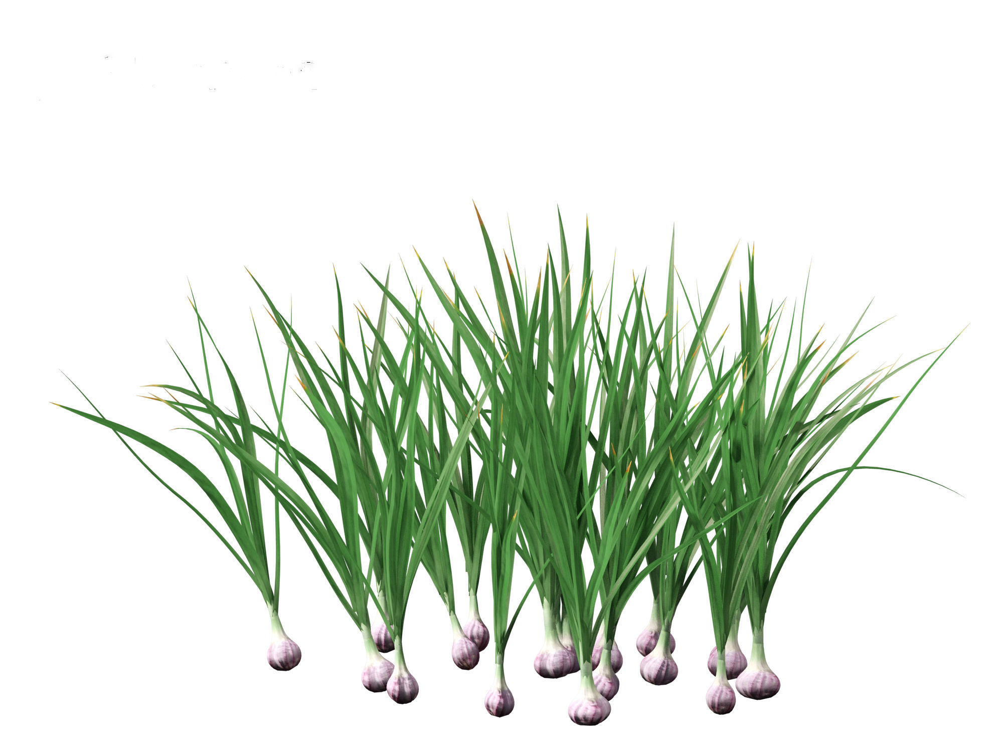 Garlic - Allium sativum 3D model_6