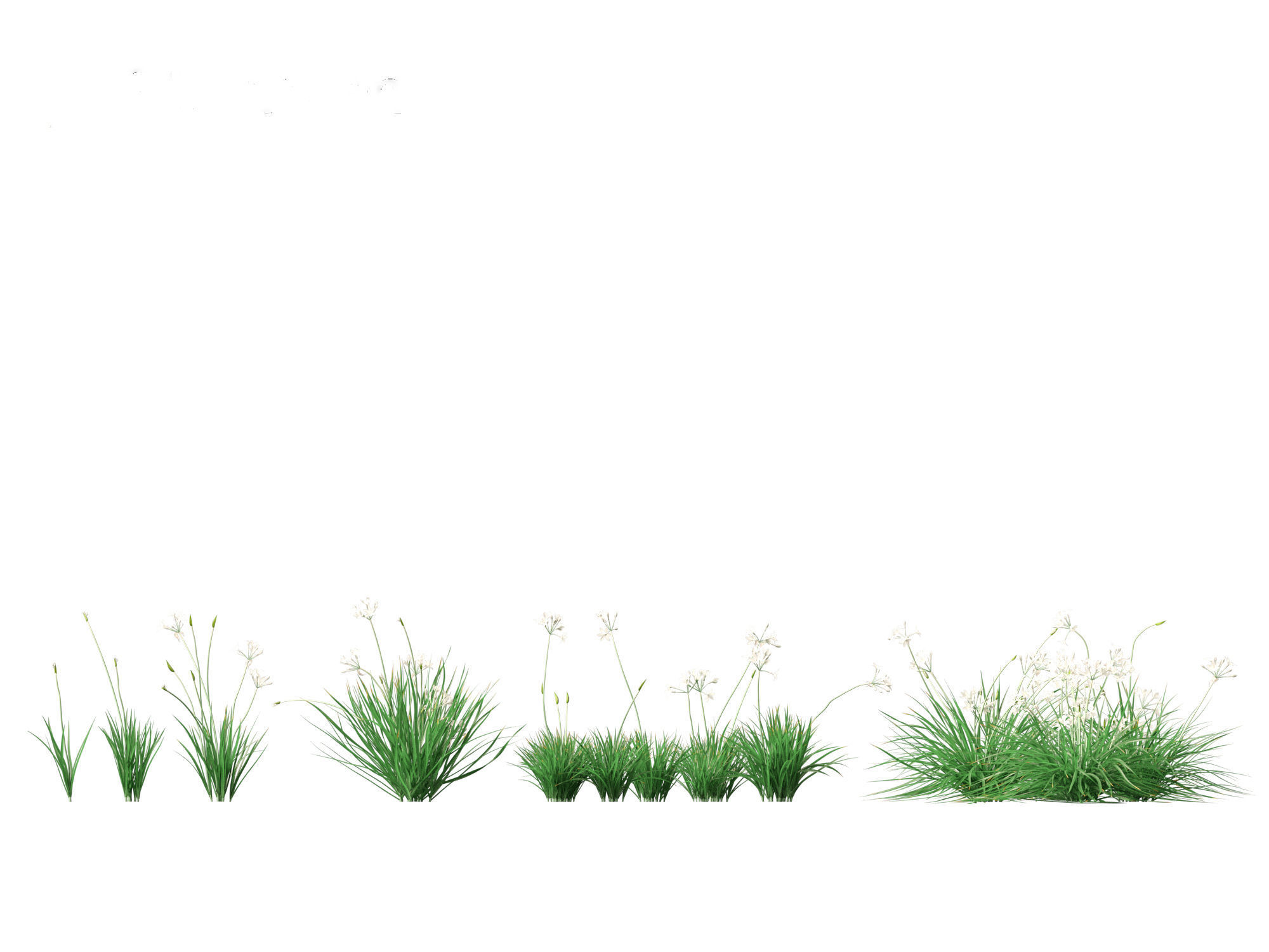 Garlic - Allium sativum 3D model_19