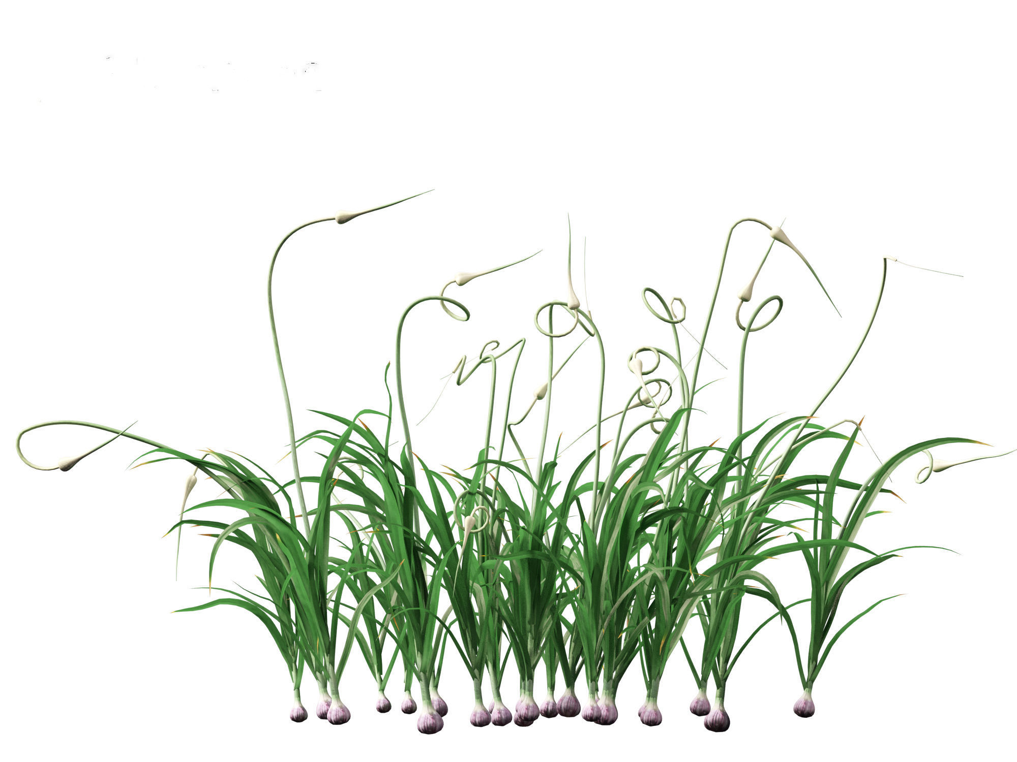 Garlic - Allium sativum 3D model_5