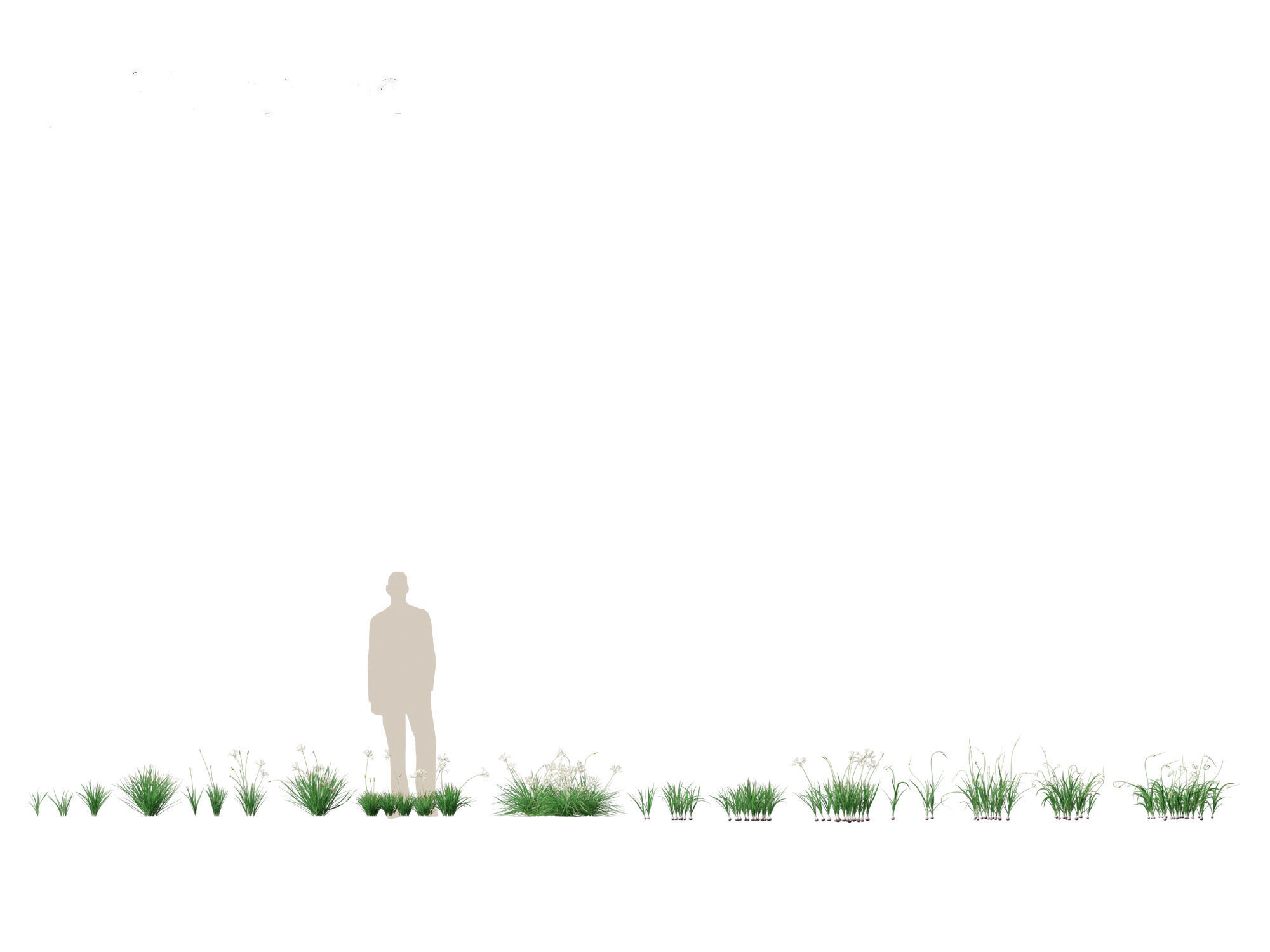 Garlic - Allium sativum 3D model_1