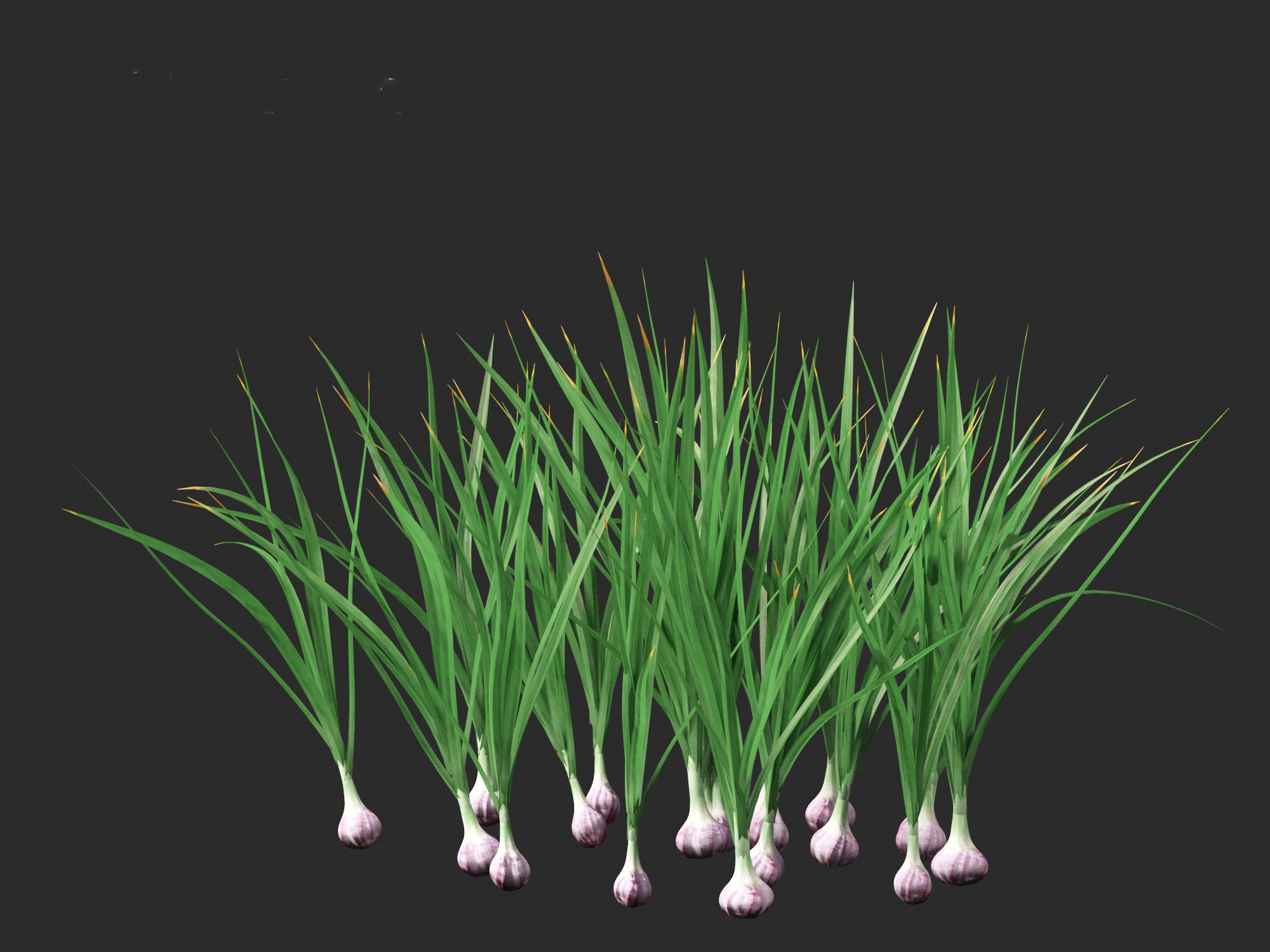Garlic - Allium sativum 3D model_7