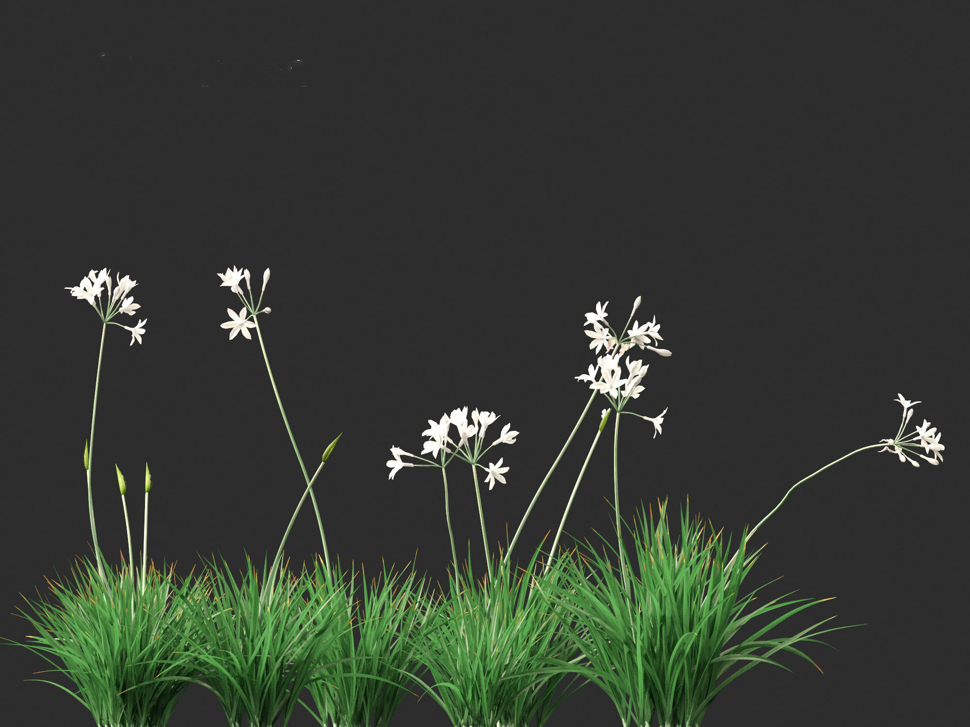 Garlic - Allium sativum 3D model_3