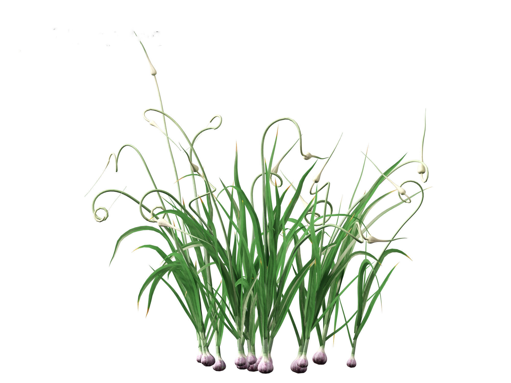 Garlic - Allium sativum 3D model_15