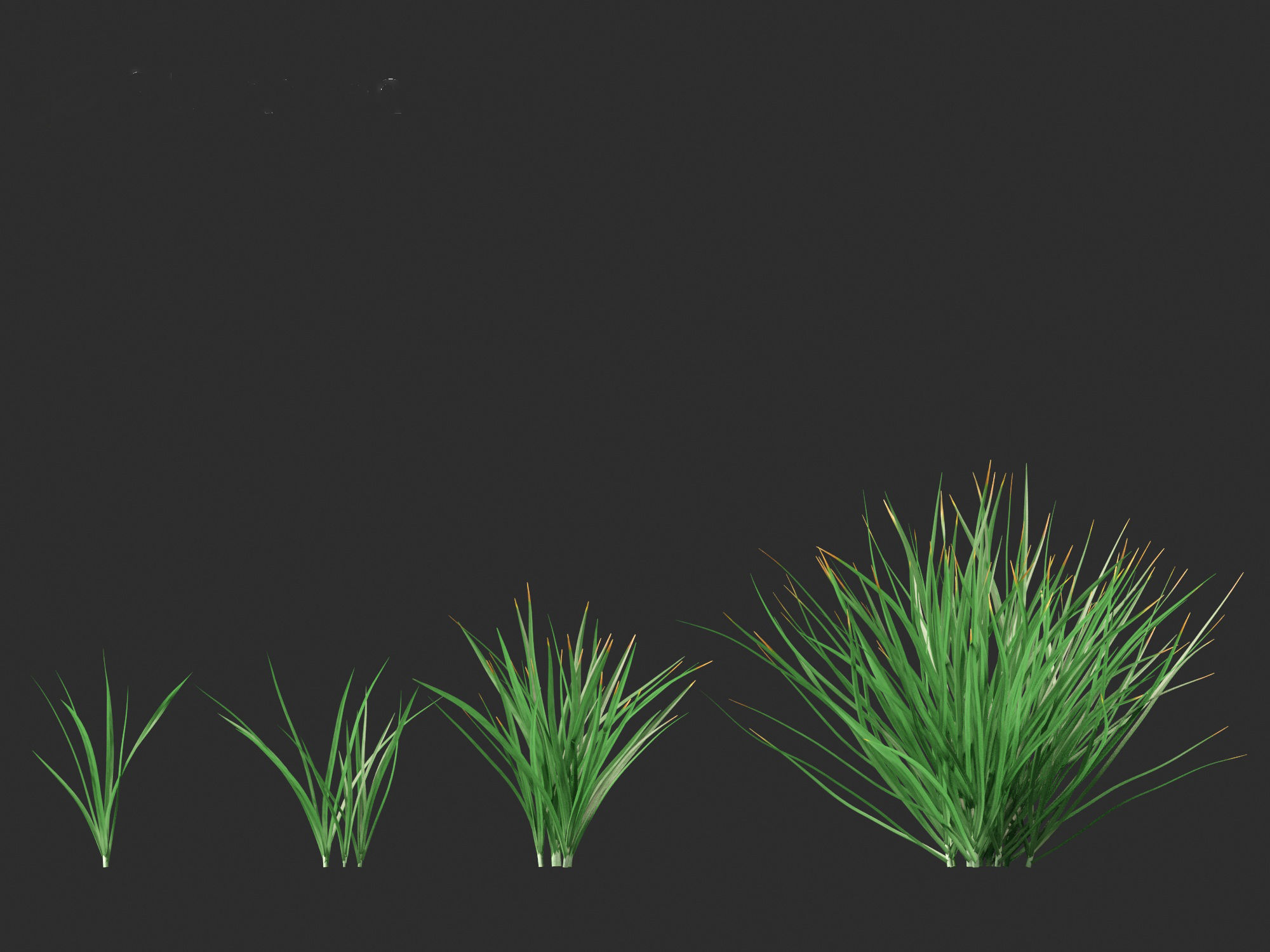 Garlic - Allium sativum 3D model_18