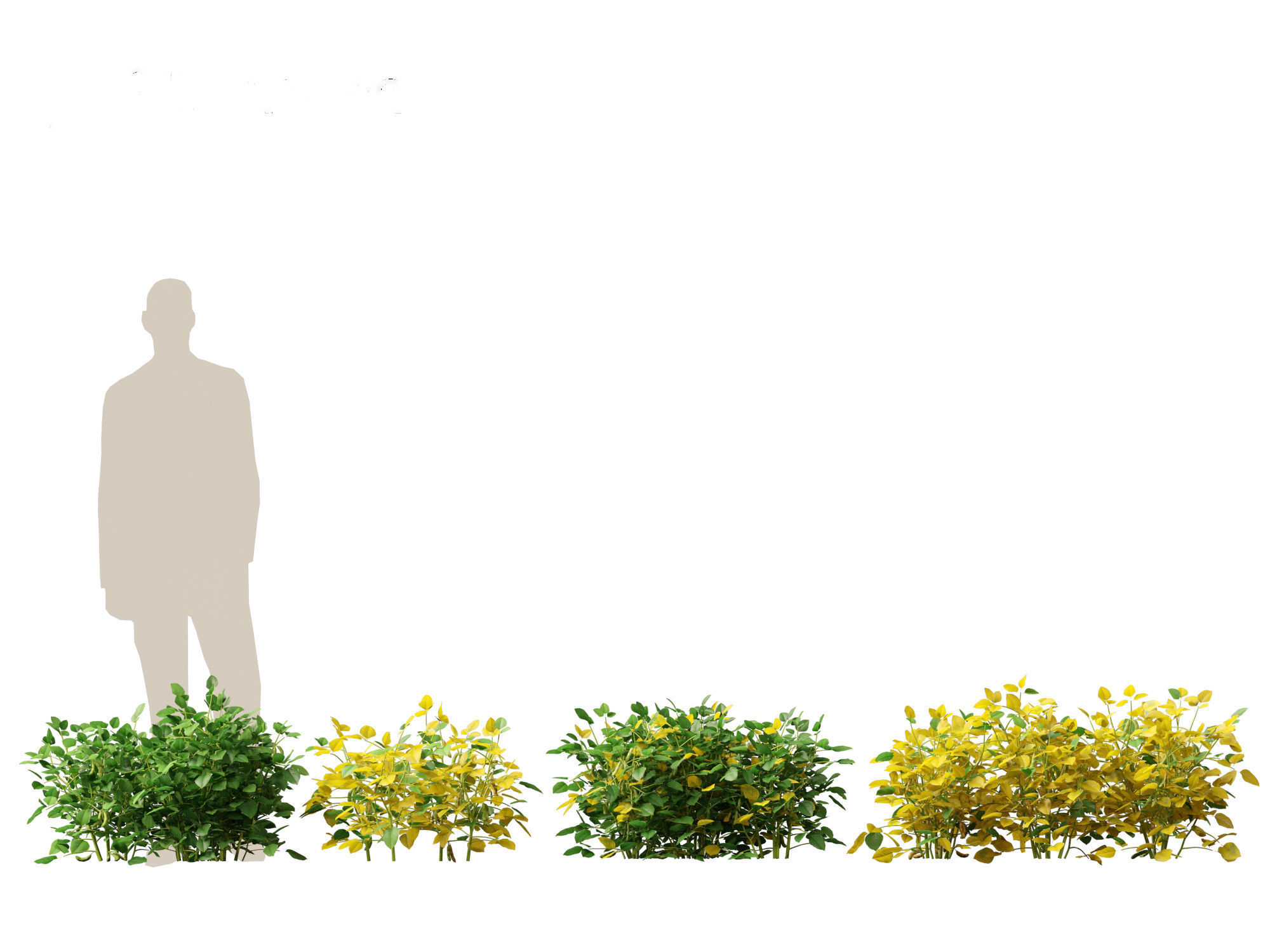 Glycine max - Soybean  3D model_18