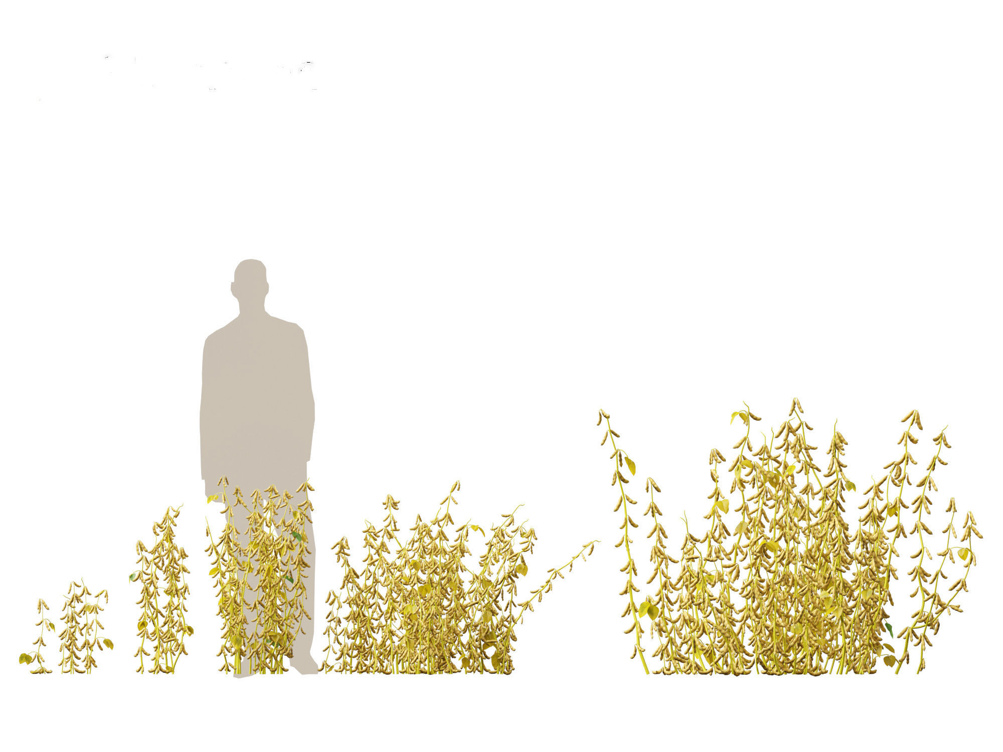 Glycine max - Soybean  3D model_20