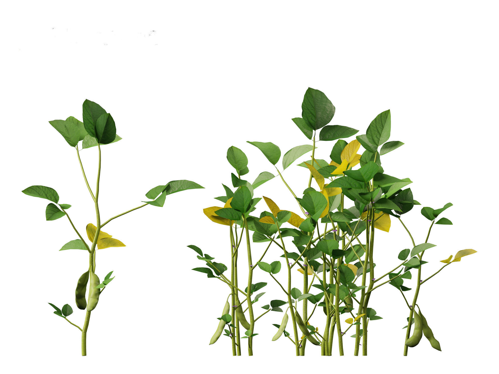 Glycine max - Soybean  3D model_7