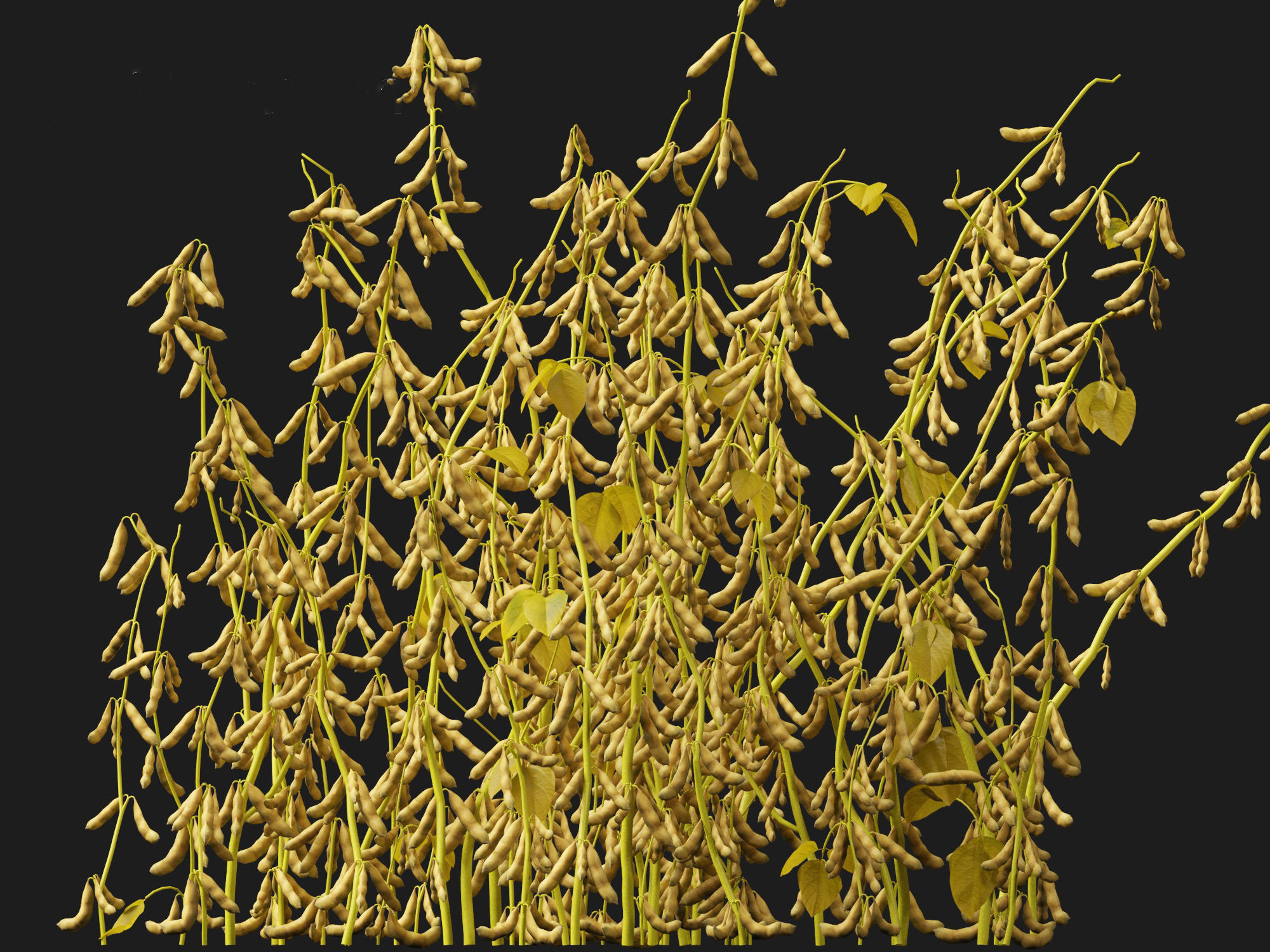 Glycine max - Soybean  3D model_6