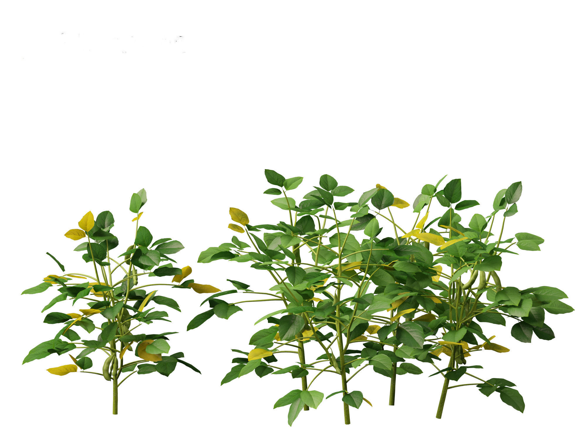 Glycine max - Soybean  3D model_12