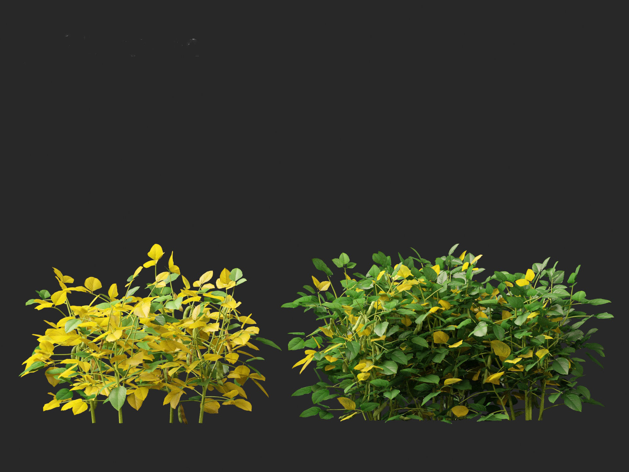 Glycine max - Soybean  3D model_9