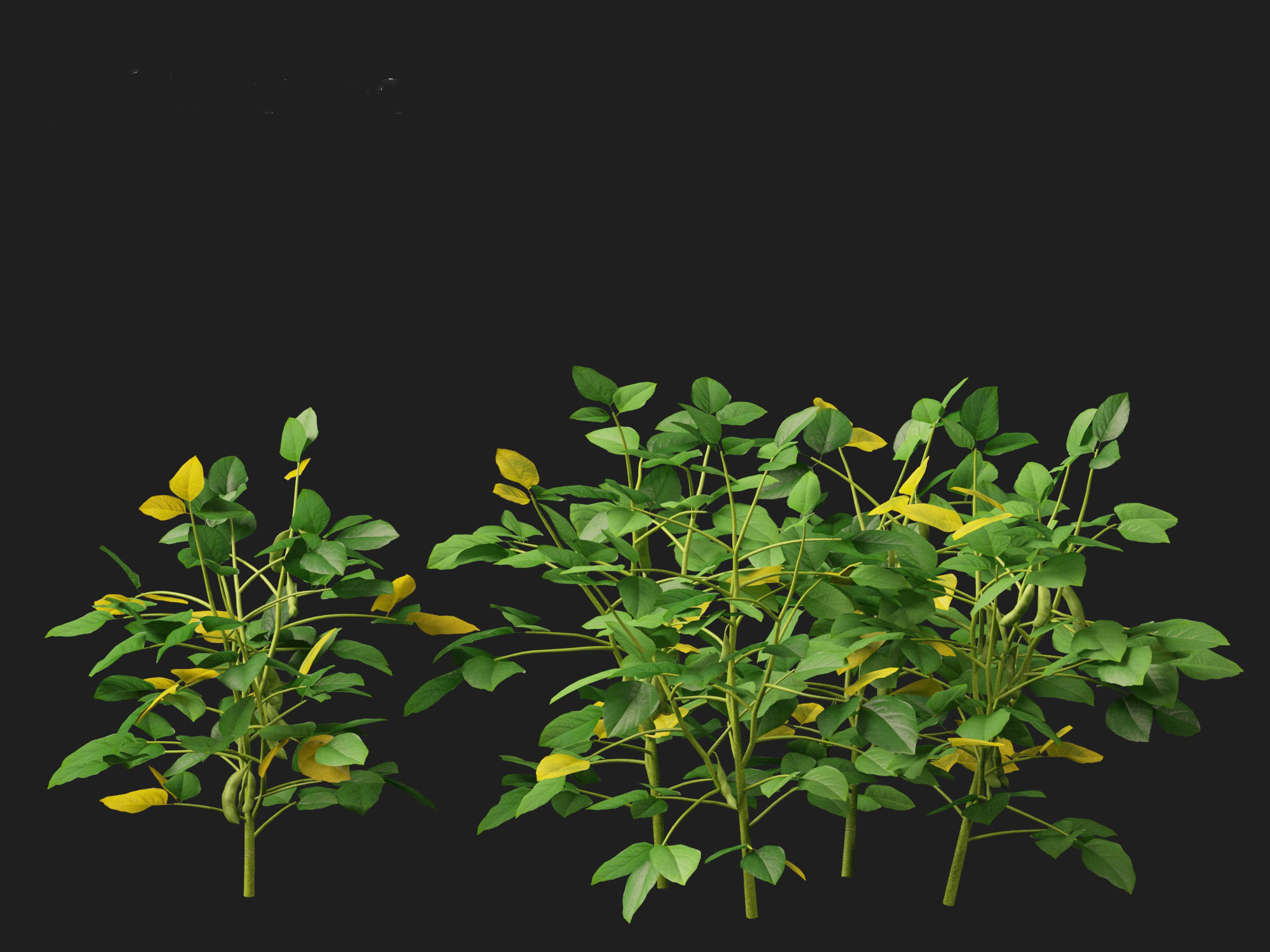 Glycine max - Soybean  3D model_13
