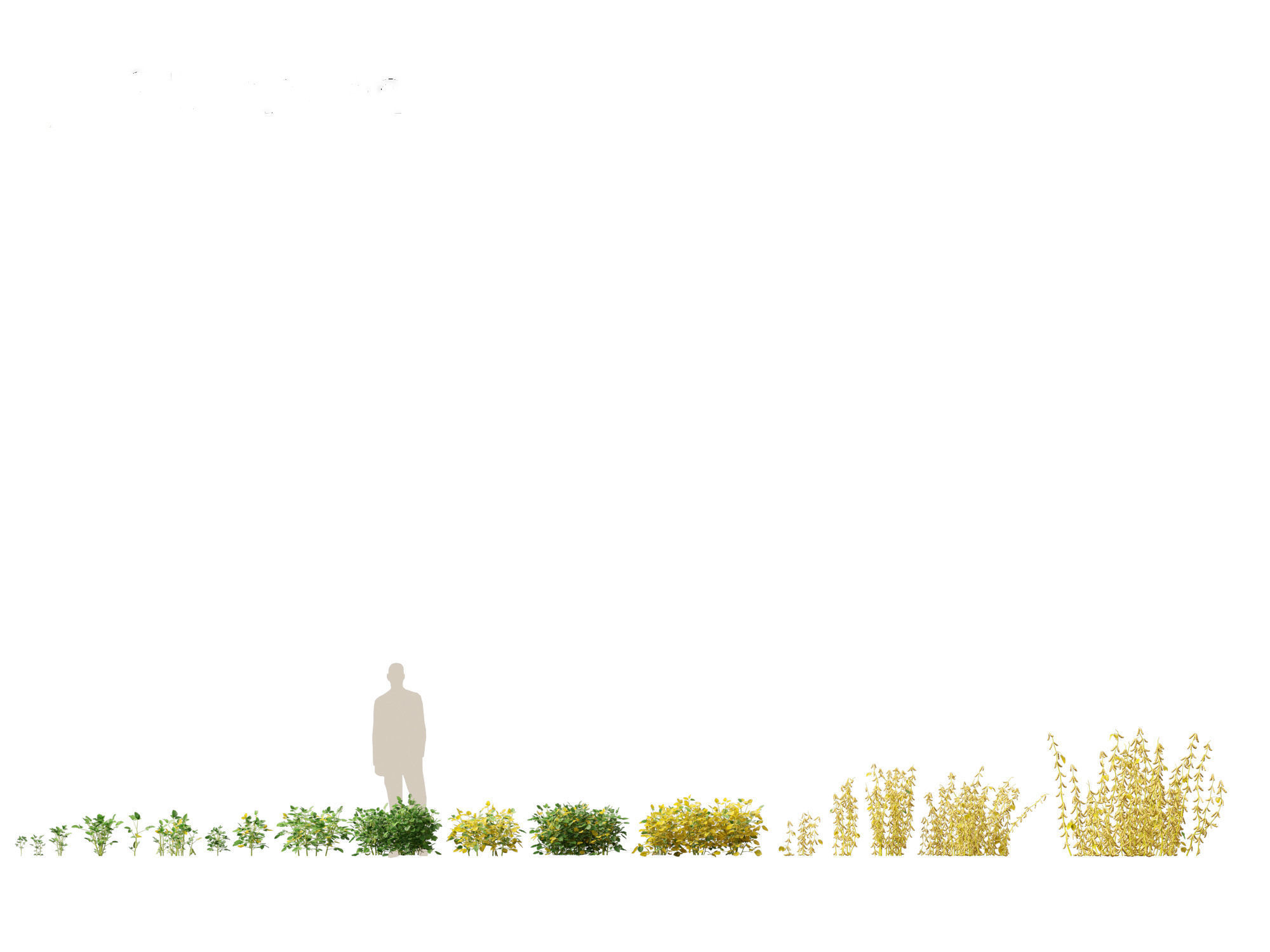 Glycine max - Soybean  3D model_1