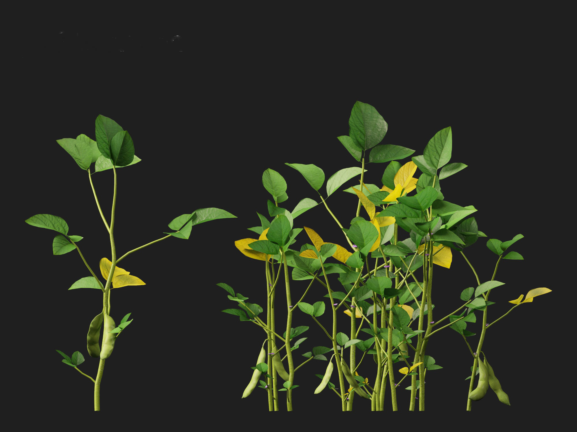 Glycine max - Soybean  3D model_8