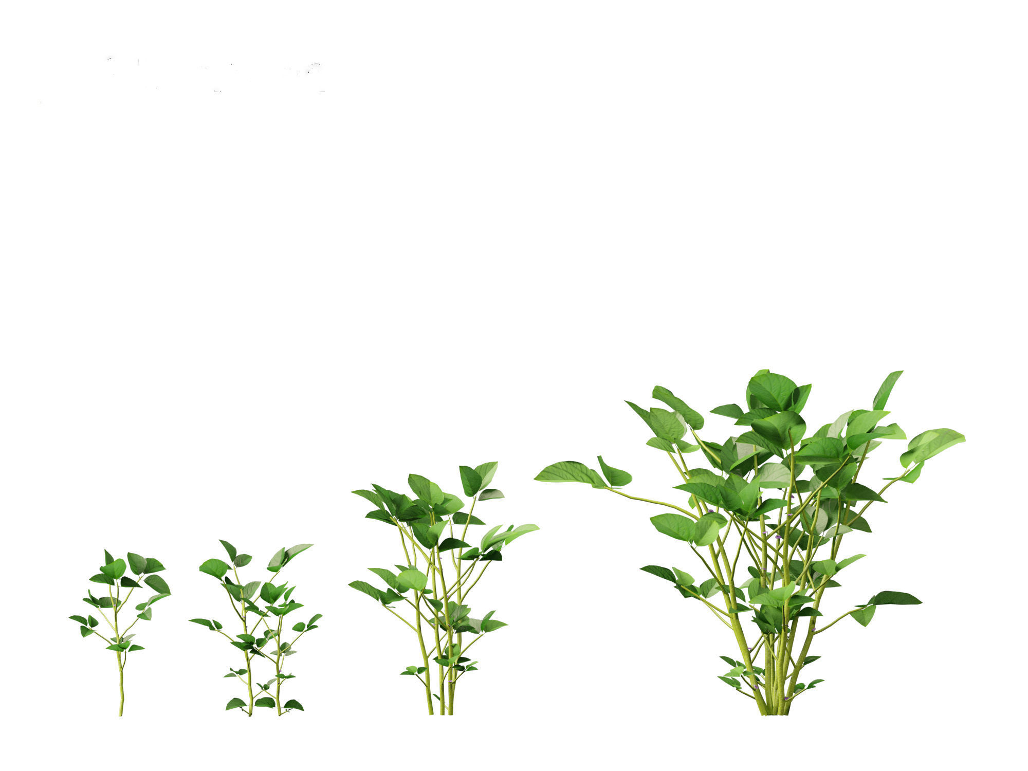 Glycine max - Soybean  3D model_14