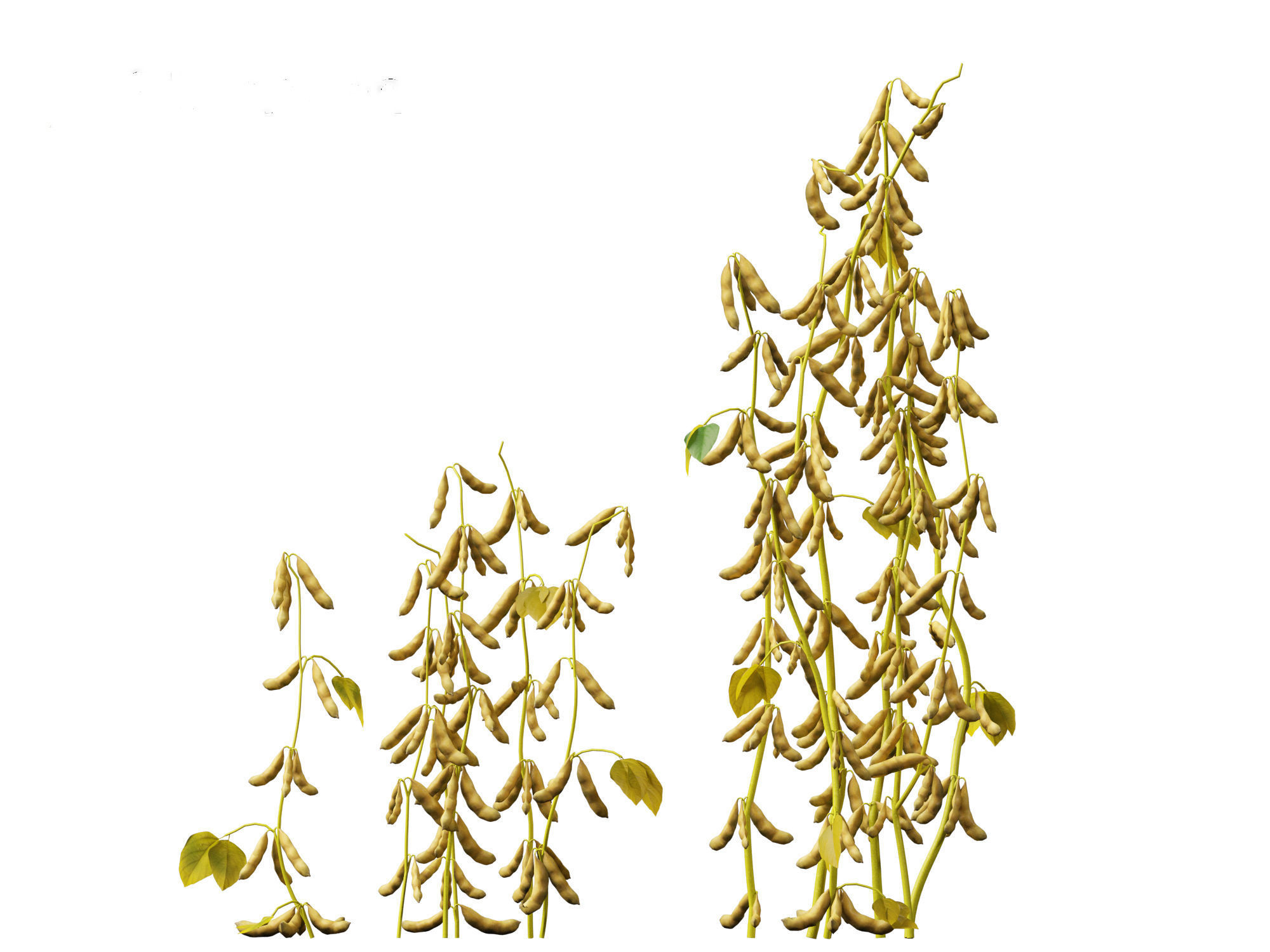 Glycine max - Soybean  3D model_3