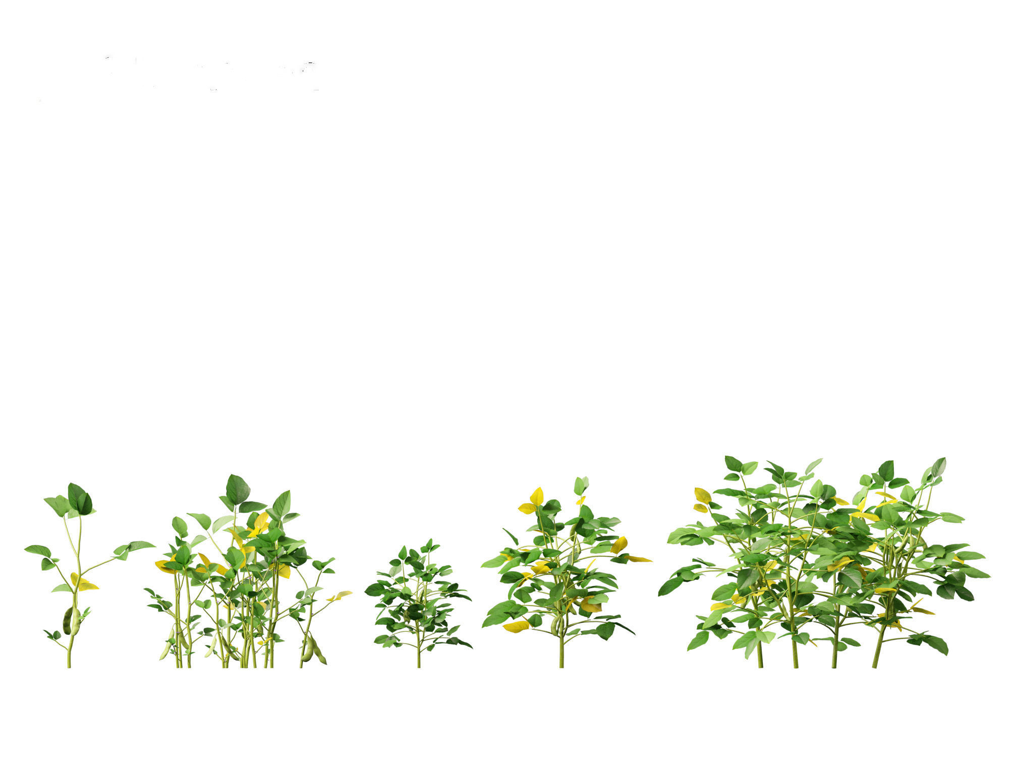 Glycine max - Soybean  3D model_16