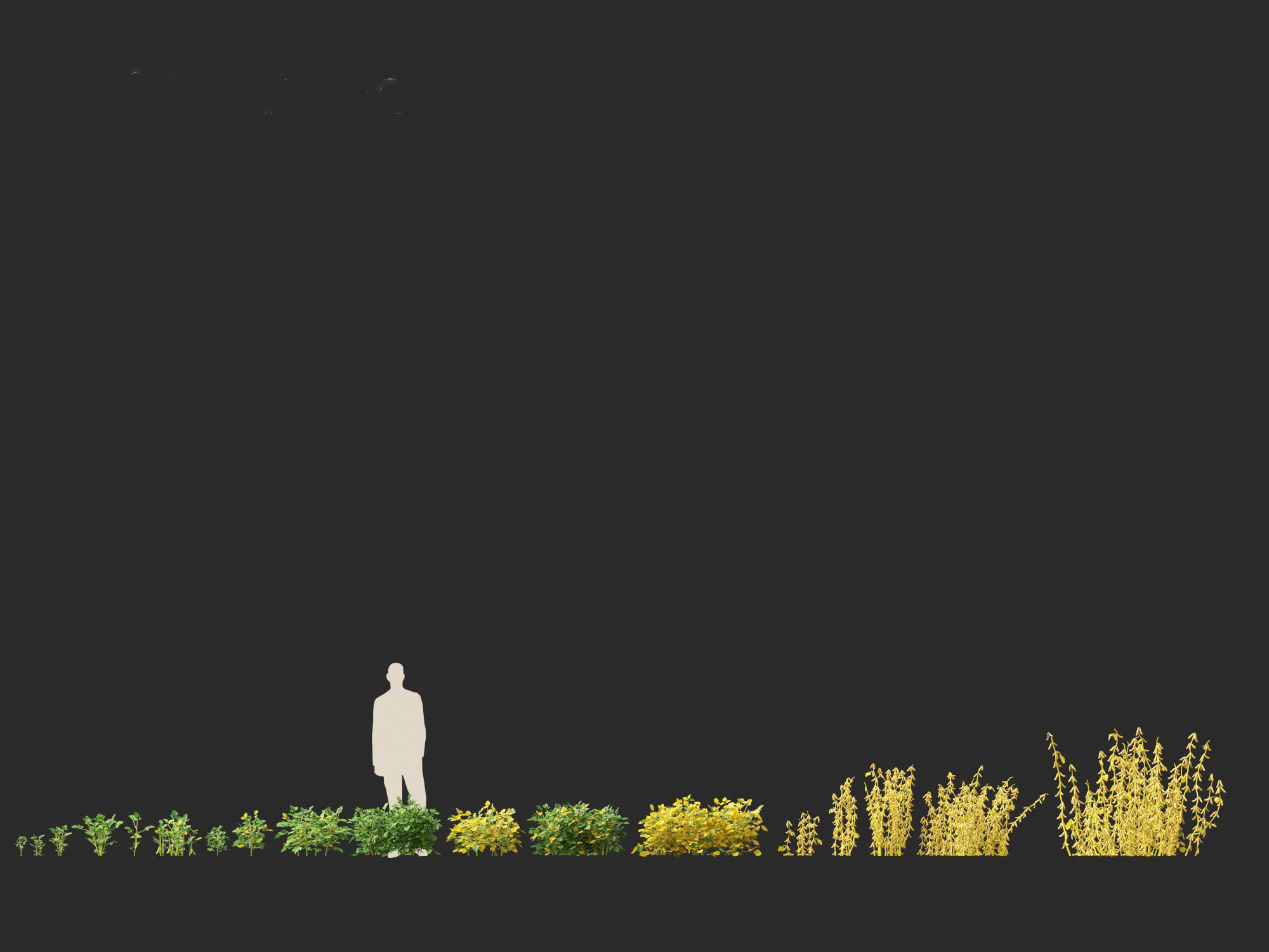 Glycine max - Soybean  3D model_11