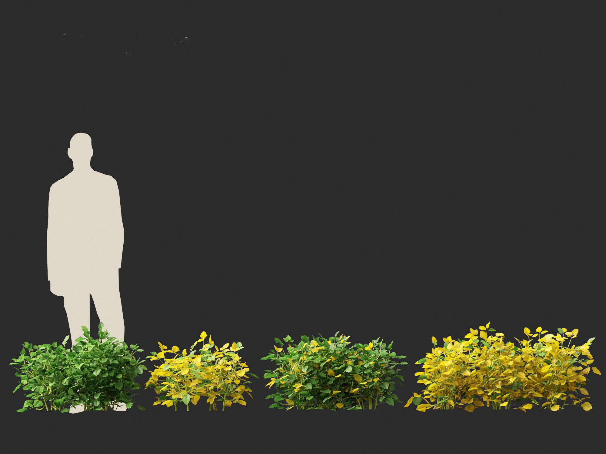 Glycine max - Soybean  3D model_19