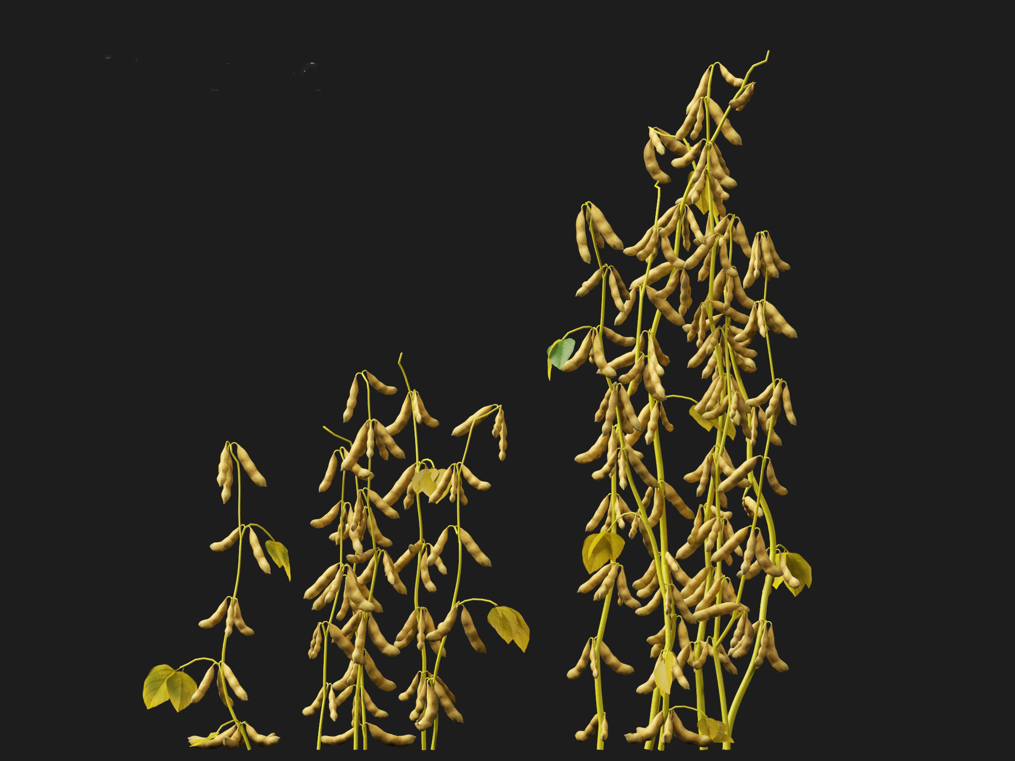 Glycine max - Soybean  3D model_4