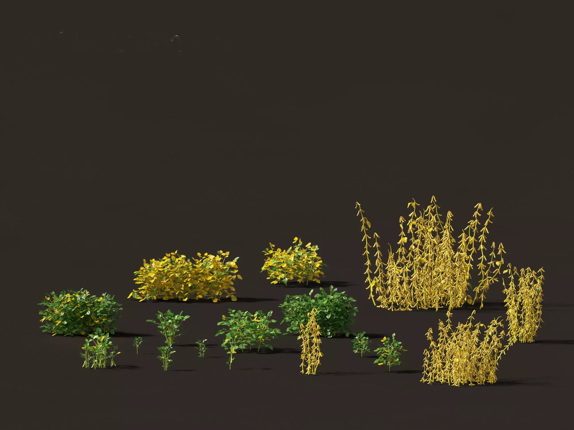 Glycine max - Soybean  3D model_0