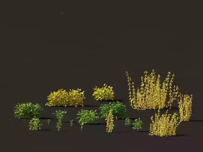 Glycine max - Soybean 