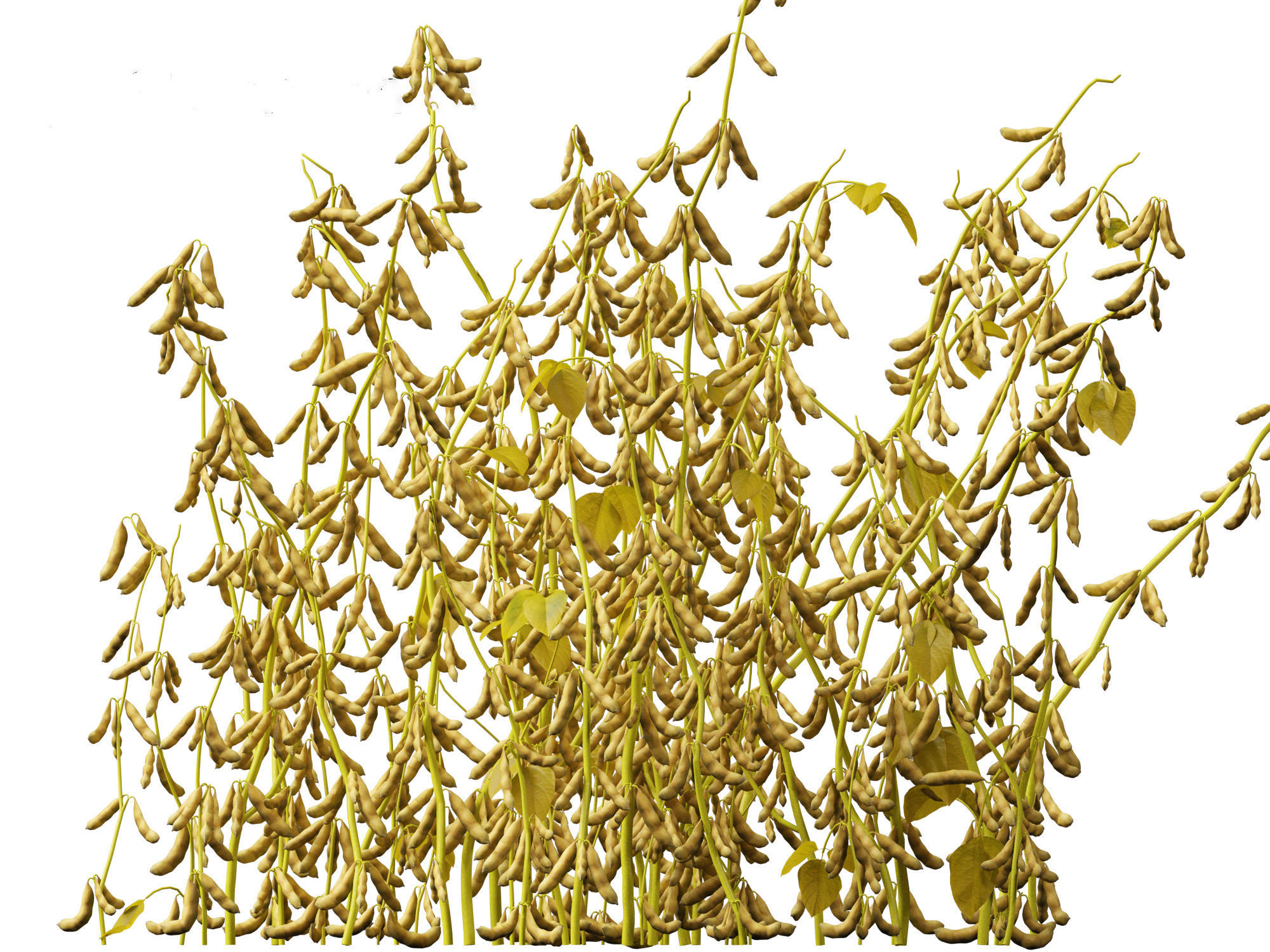 Glycine max - Soybean  3D model_5