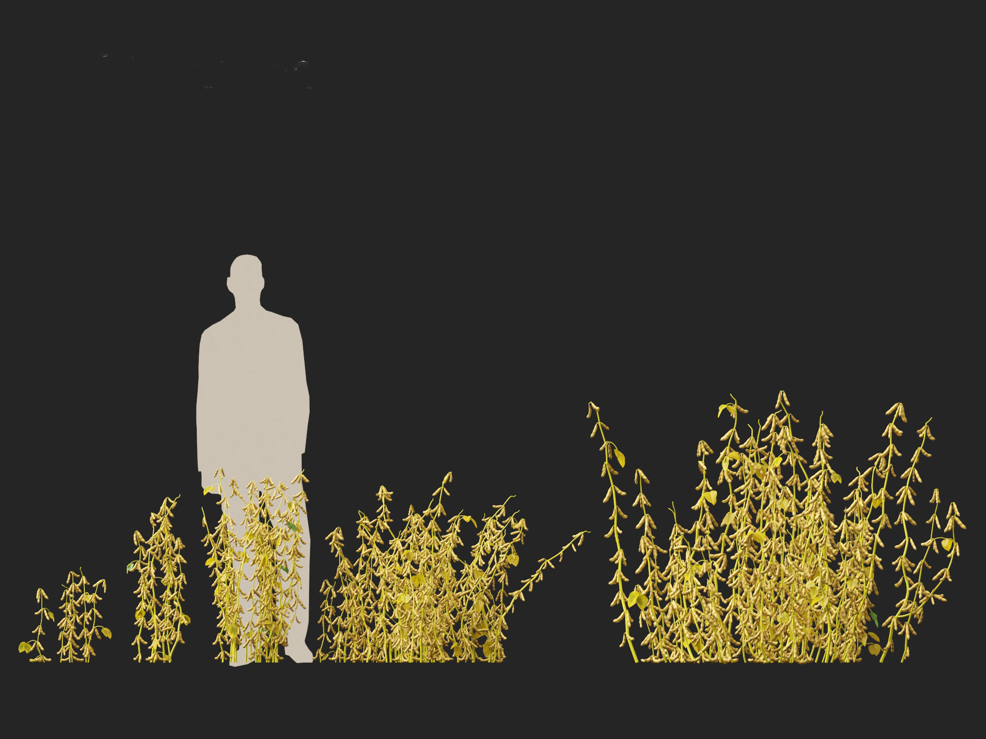 Glycine max - Soybean  3D model_2