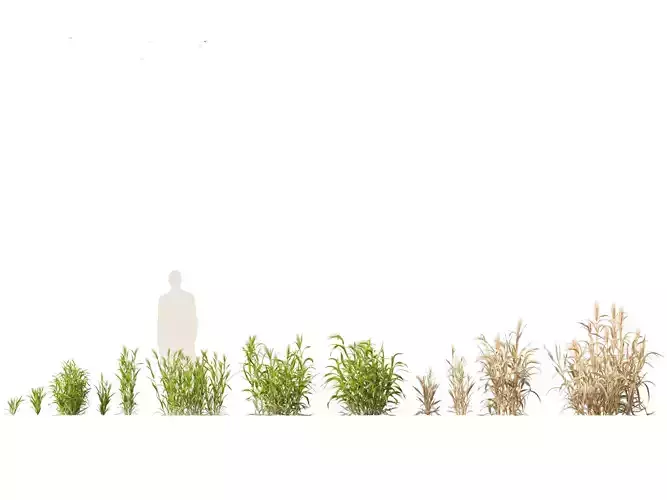 Hordeum - false barley 3D model