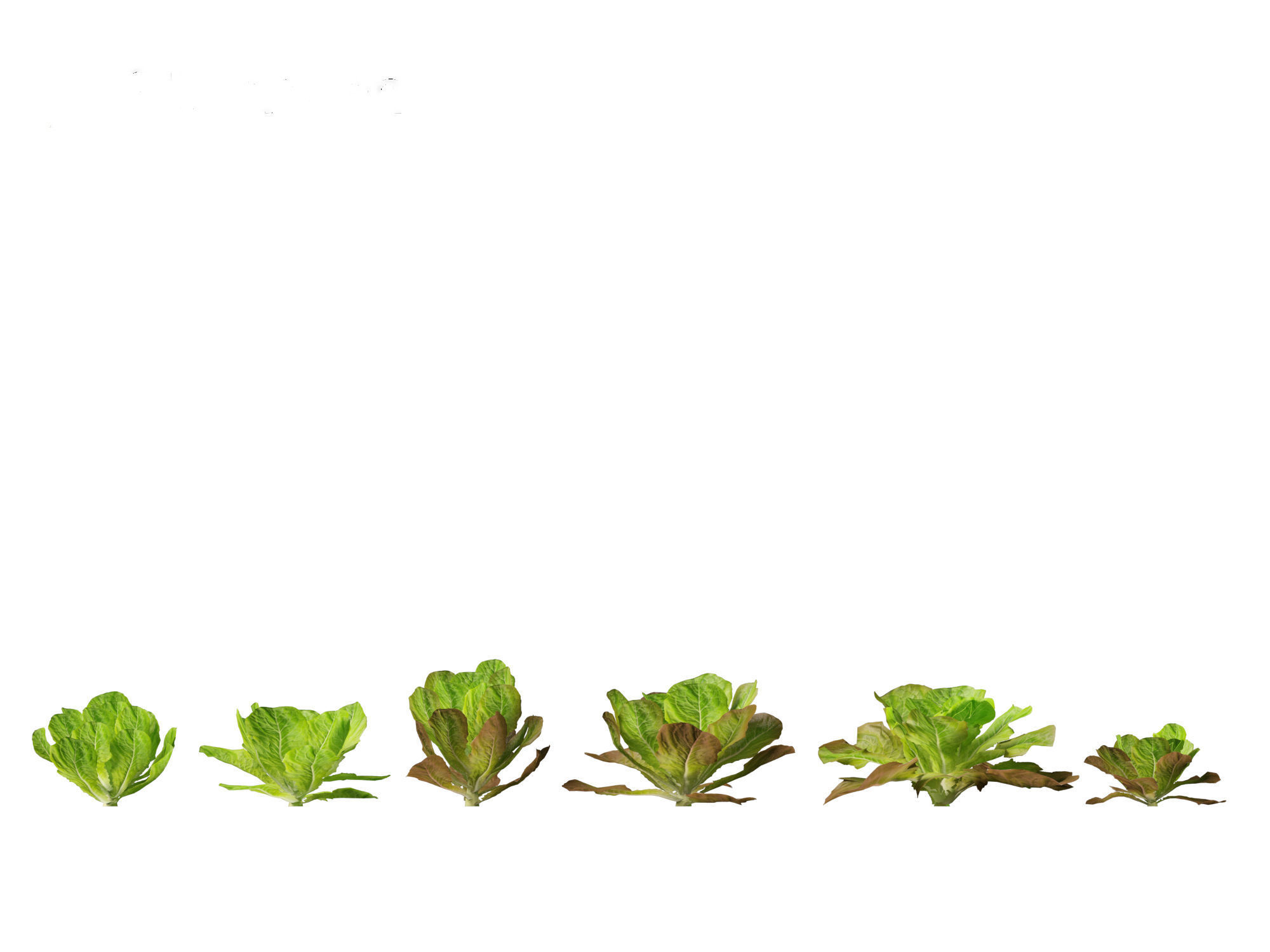 Lactuca sativa - Lettuce 3D model_12