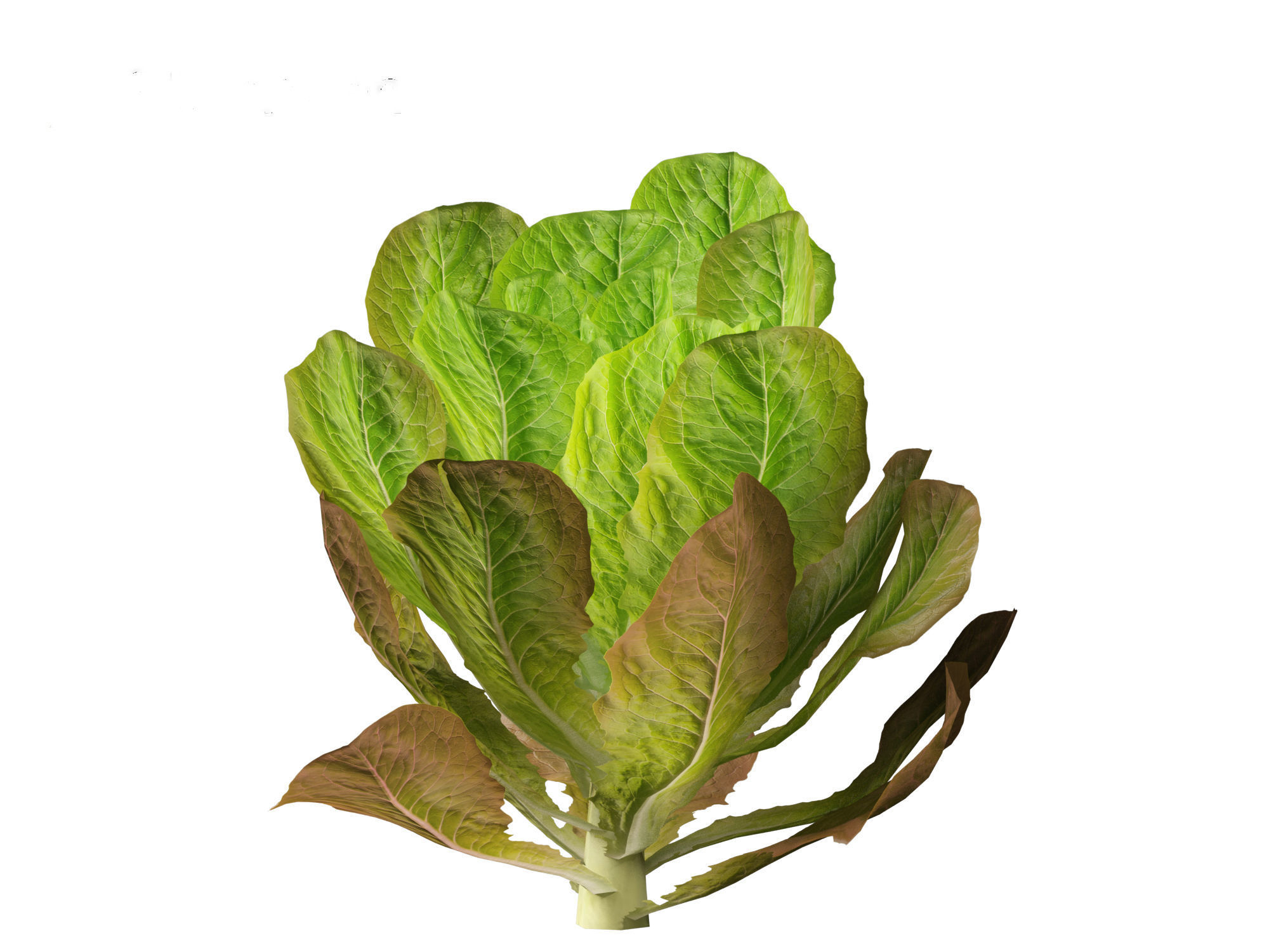 Lactuca sativa - Lettuce 3D model_8
