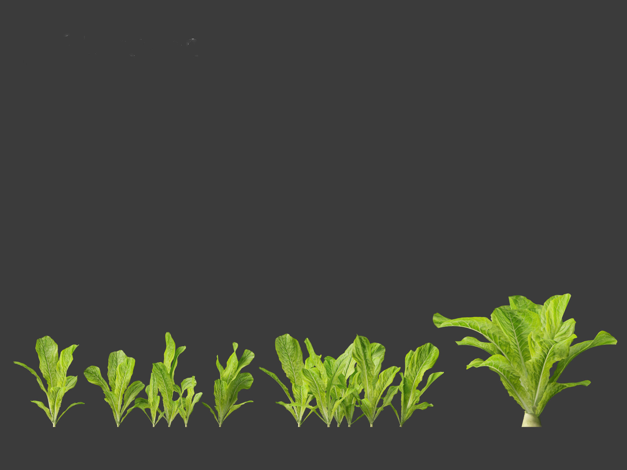 Lactuca sativa - Lettuce 3D model_10