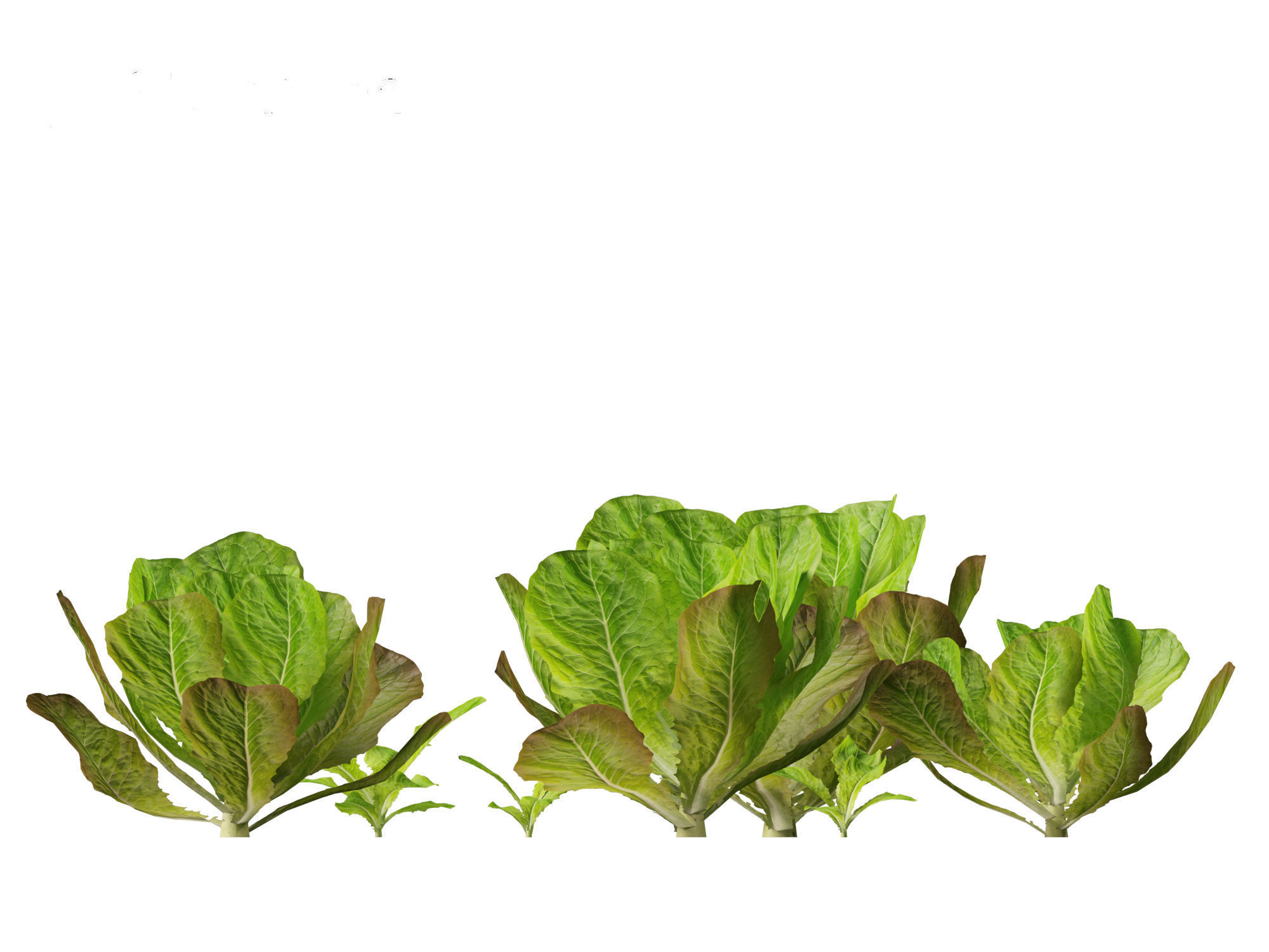 Lactuca sativa - Lettuce 3D model_5