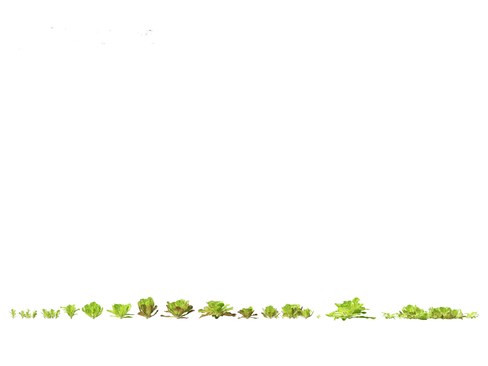 Lactuca sativa - Lettuce 3D model_1