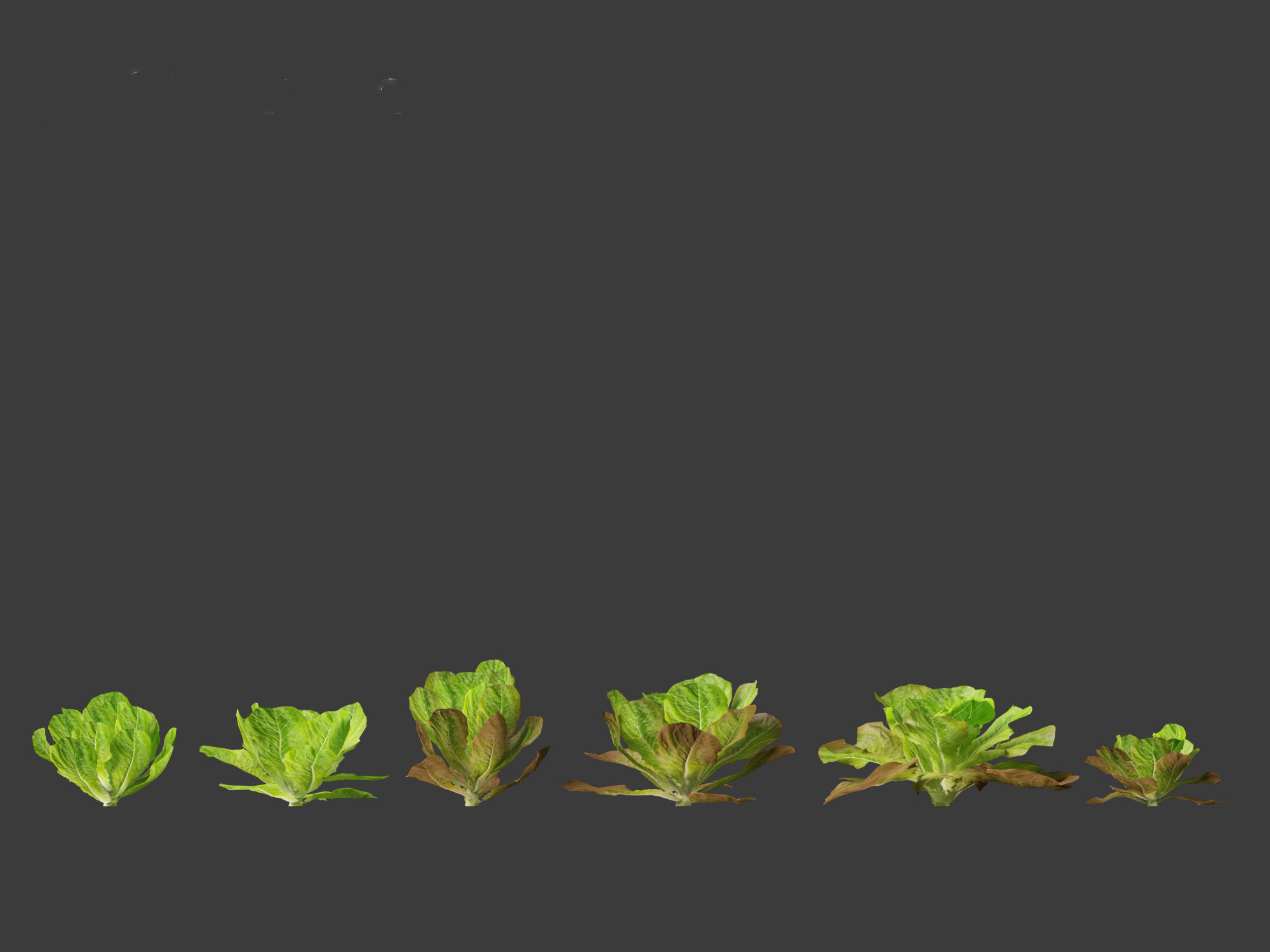 Lactuca sativa - Lettuce 3D model_13