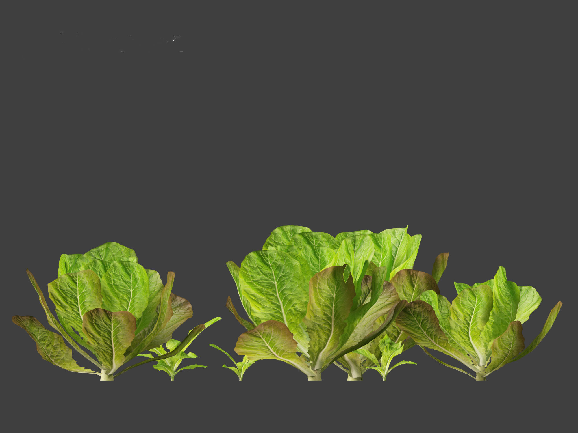 Lactuca sativa - Lettuce 3D model_6