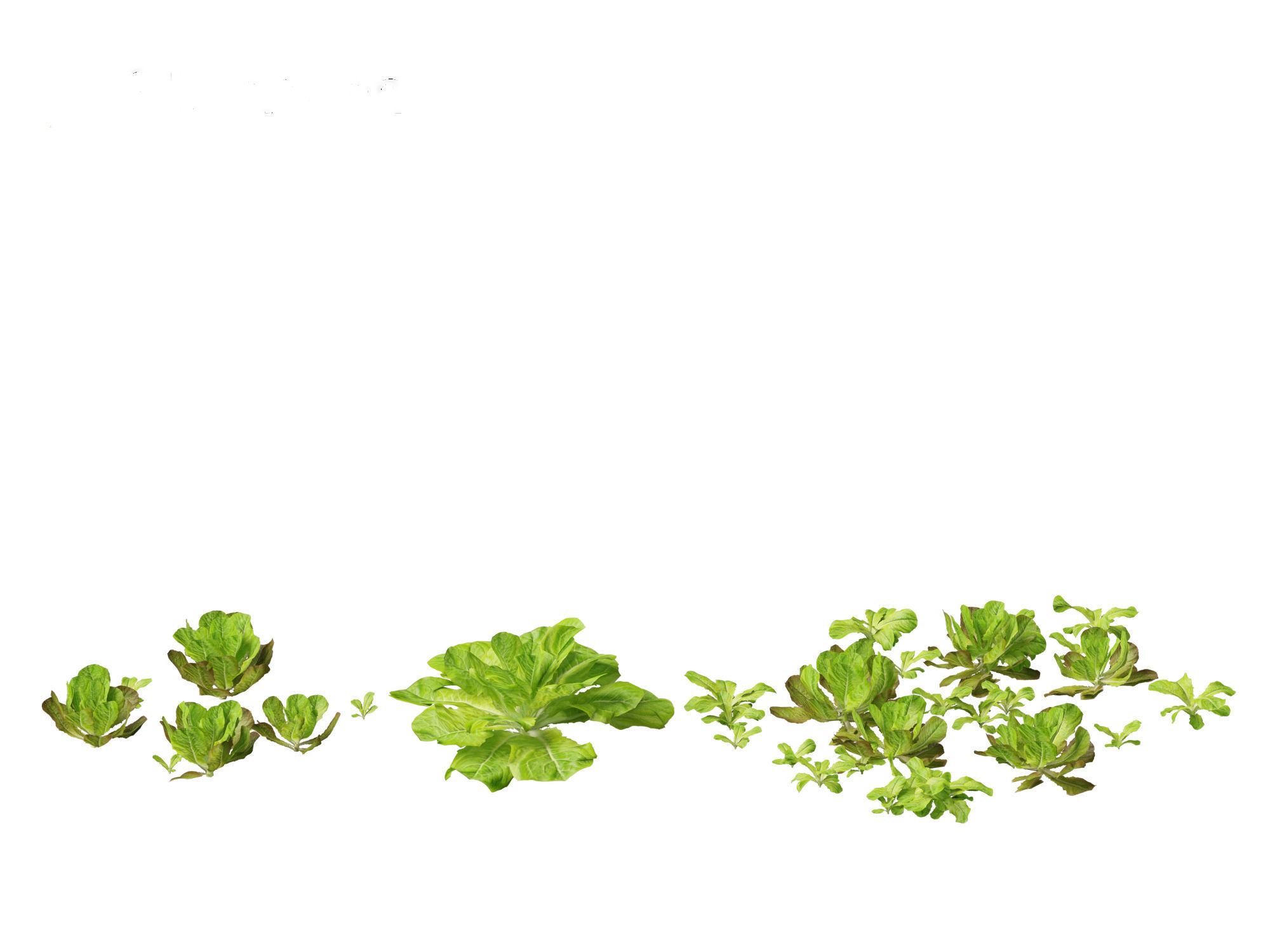 Lactuca sativa - Lettuce 3D model_2