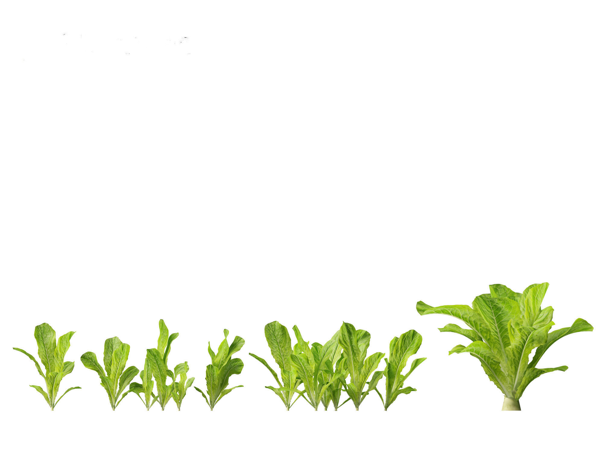 Lactuca sativa - Lettuce 3D model_11